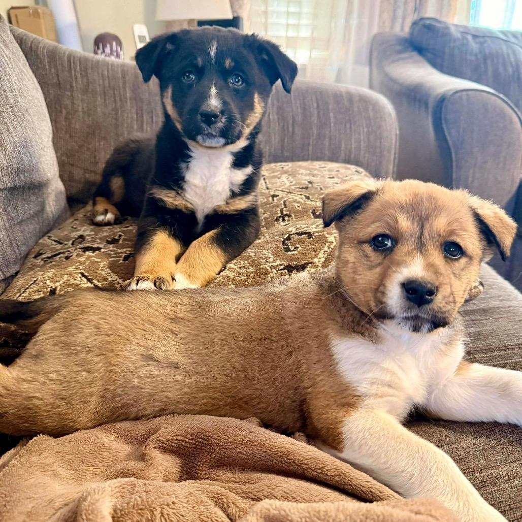 Enlarge Meadow, a Adoptable Mixed Breed in Oxford, ME image 2/5