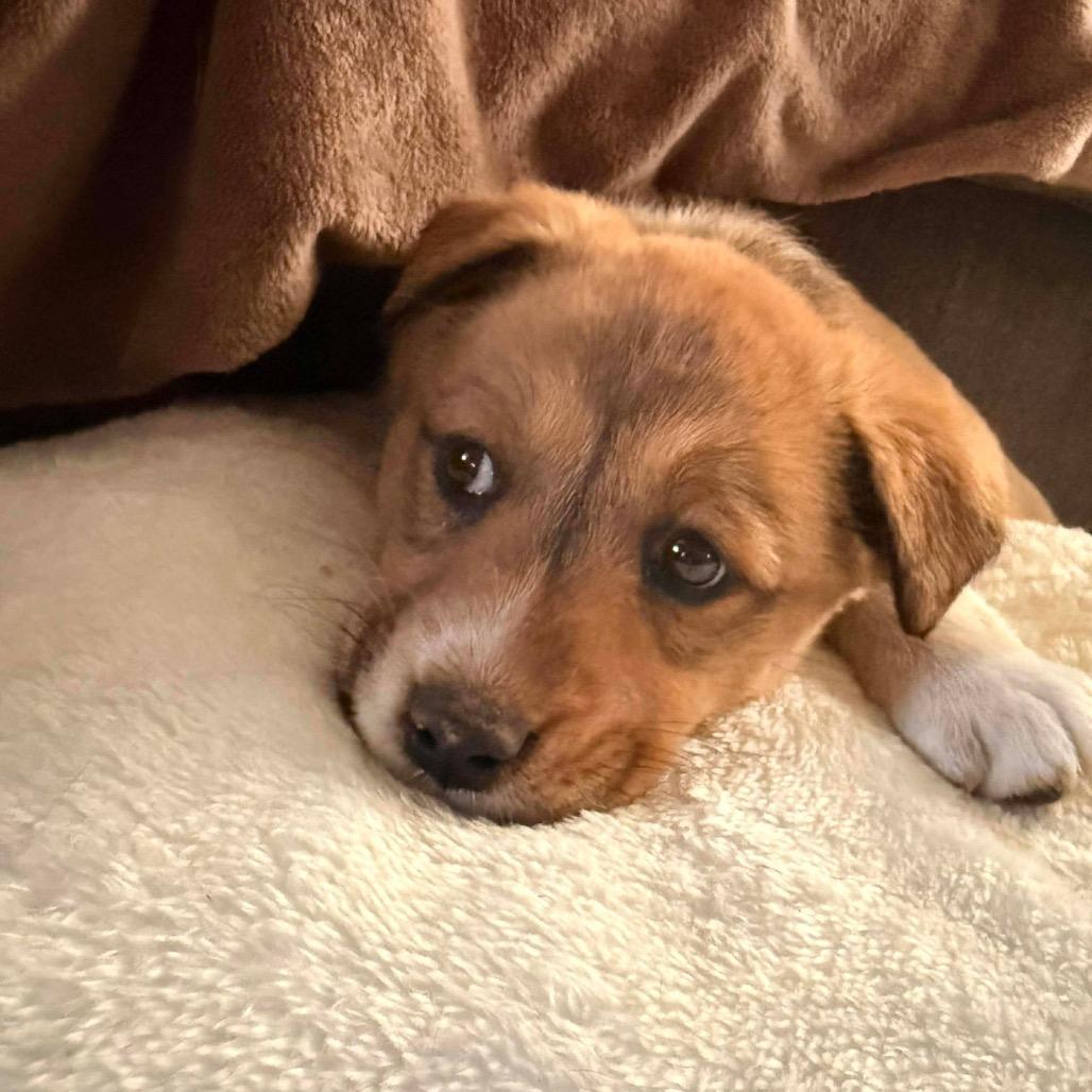 Enlarge Meadow, a Adoptable Mixed Breed in Oxford, ME image 5/5