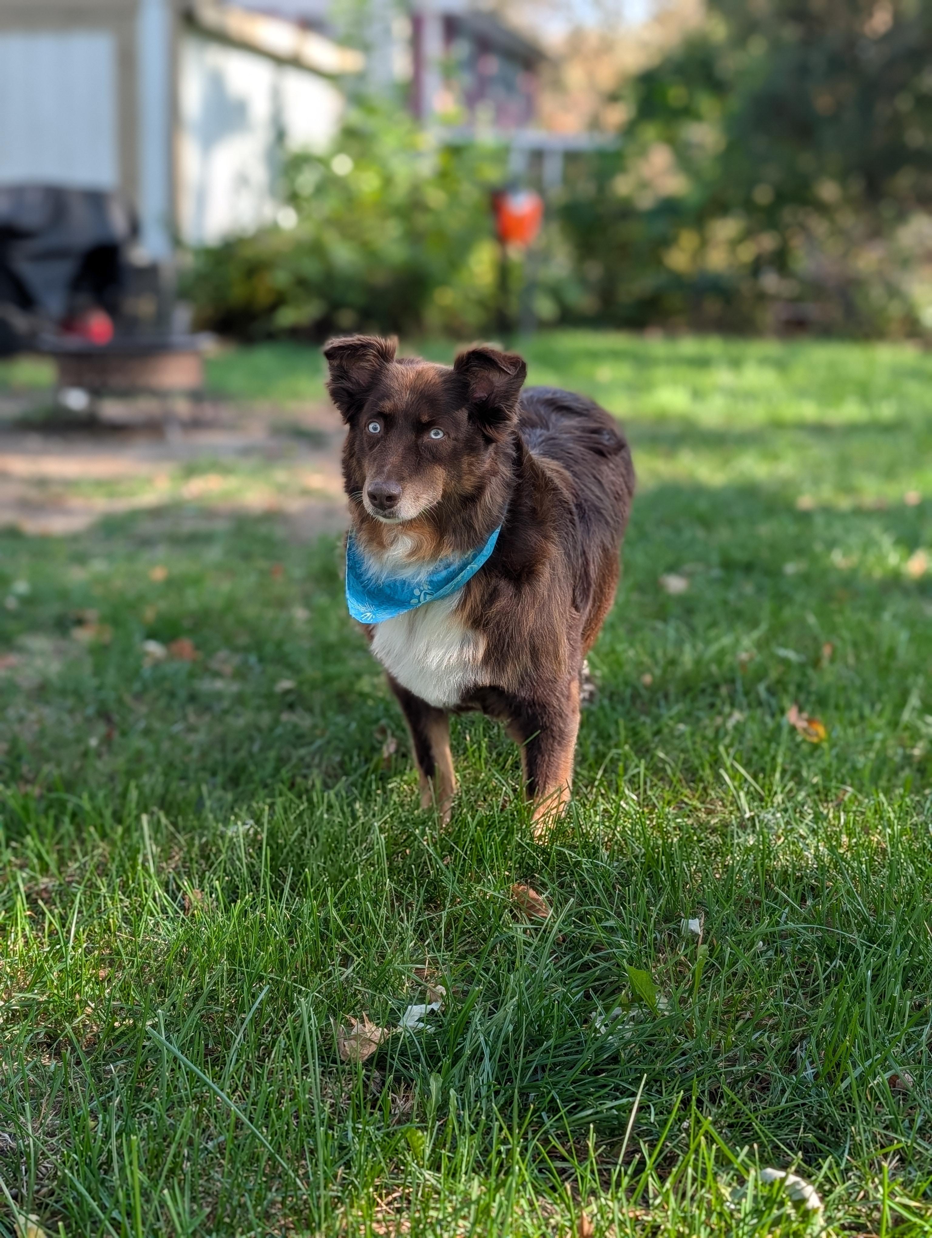 Enlarge Autumn, a Adoptable Australian Shepherd in Minneapolis, MN image 4/6