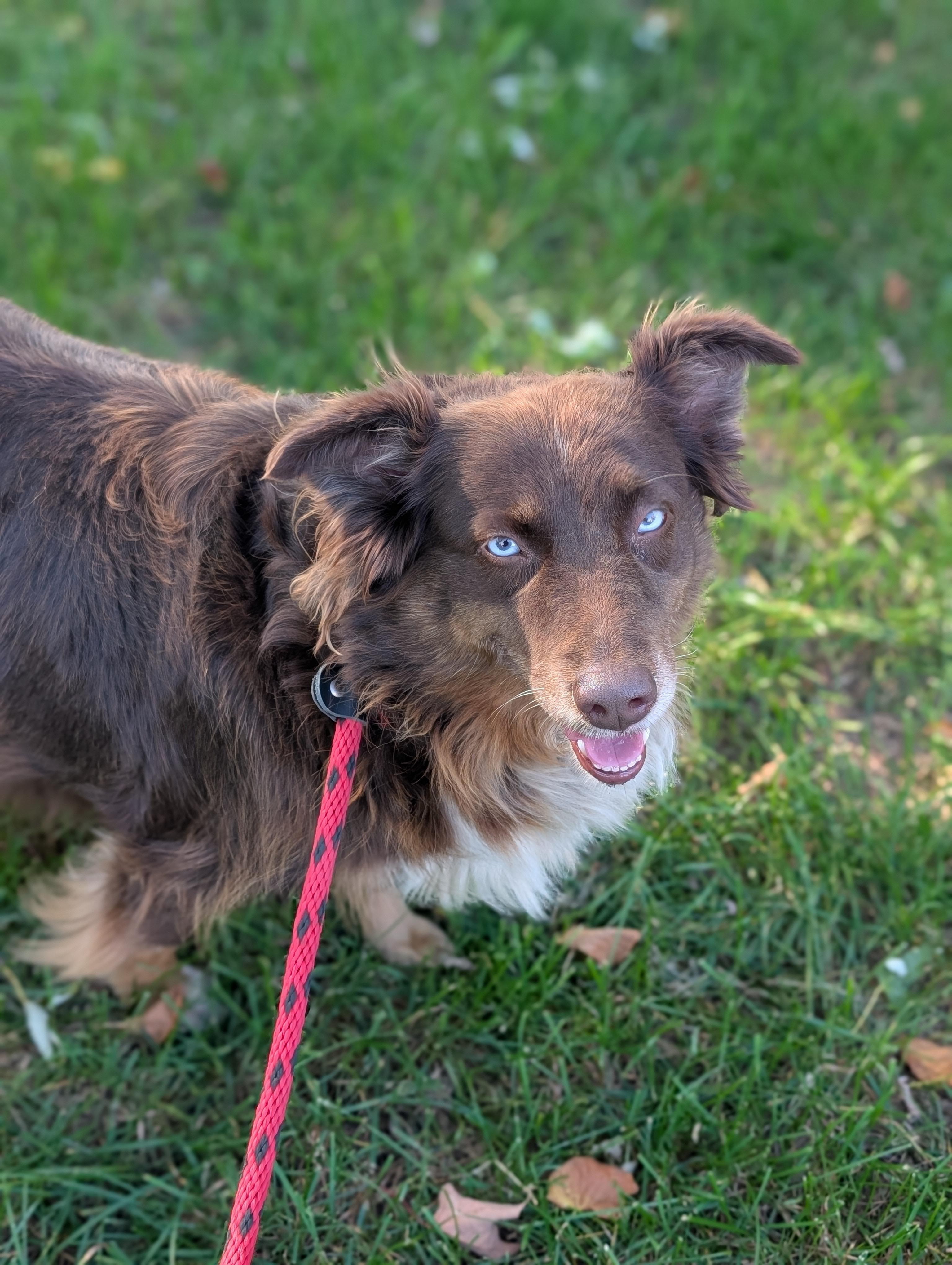 Enlarge Autumn, a Adoptable Australian Shepherd in Minneapolis, MN image 6/6