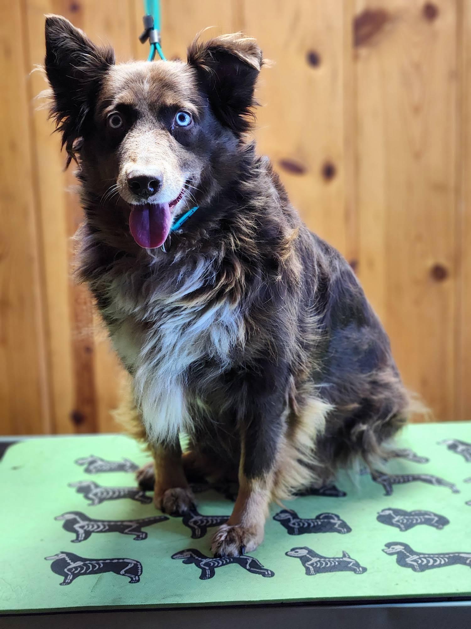 Enlarge Autumn, a Adoptable Australian Shepherd in Minneapolis, MN image 3/6