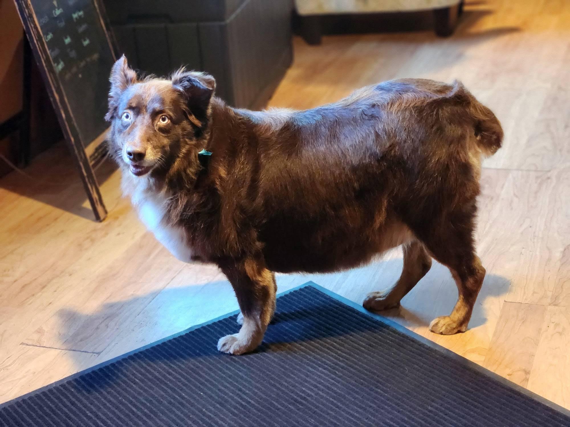 Enlarge Autumn, a Adoptable Australian Shepherd in Minneapolis, MN image 2/6
