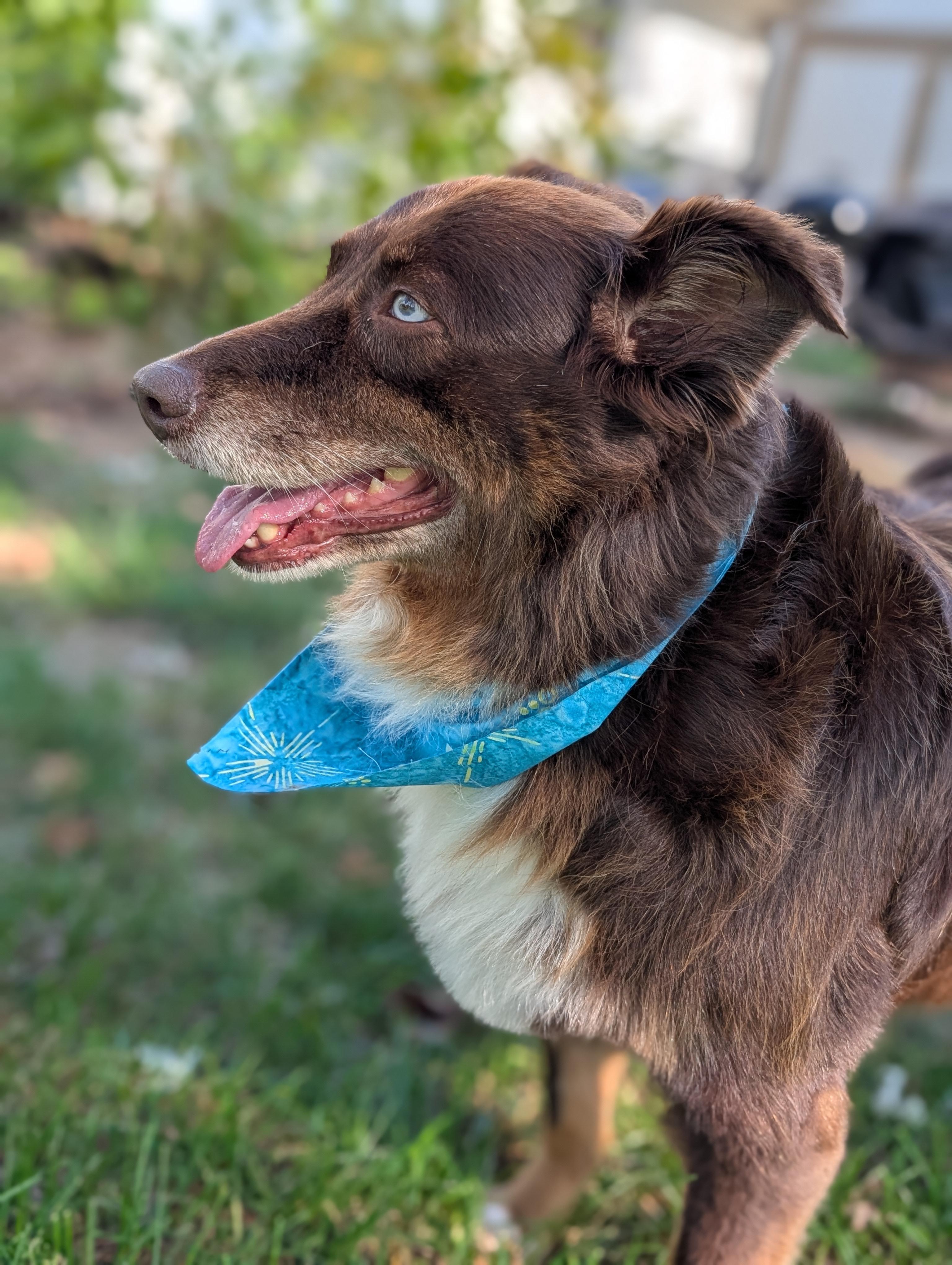 Enlarge Autumn, a Adoptable Australian Shepherd in Minneapolis, MN image 5/6