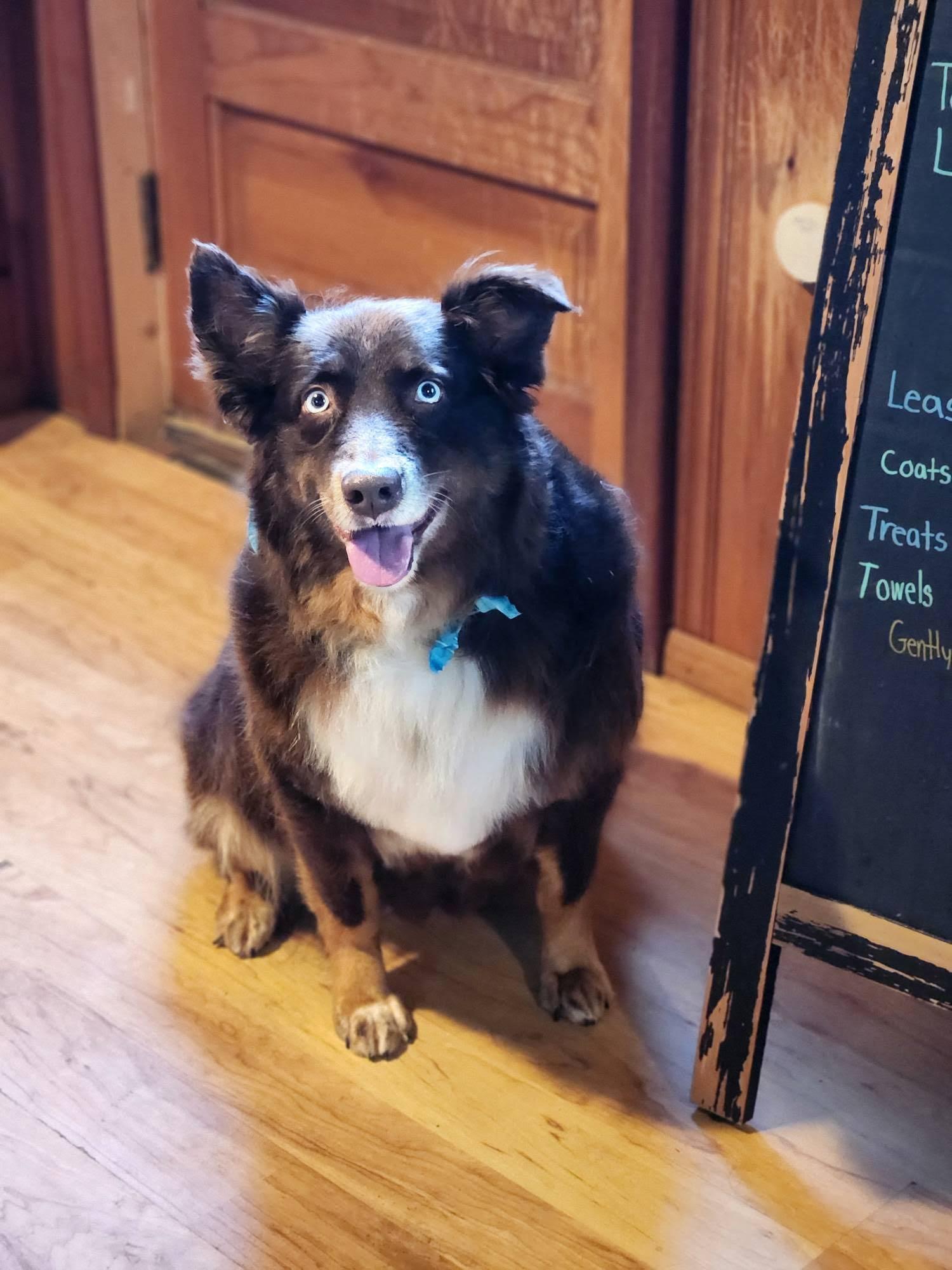 Enlarge Autumn, a Adoptable Australian Shepherd in Minneapolis, MN image 1/6