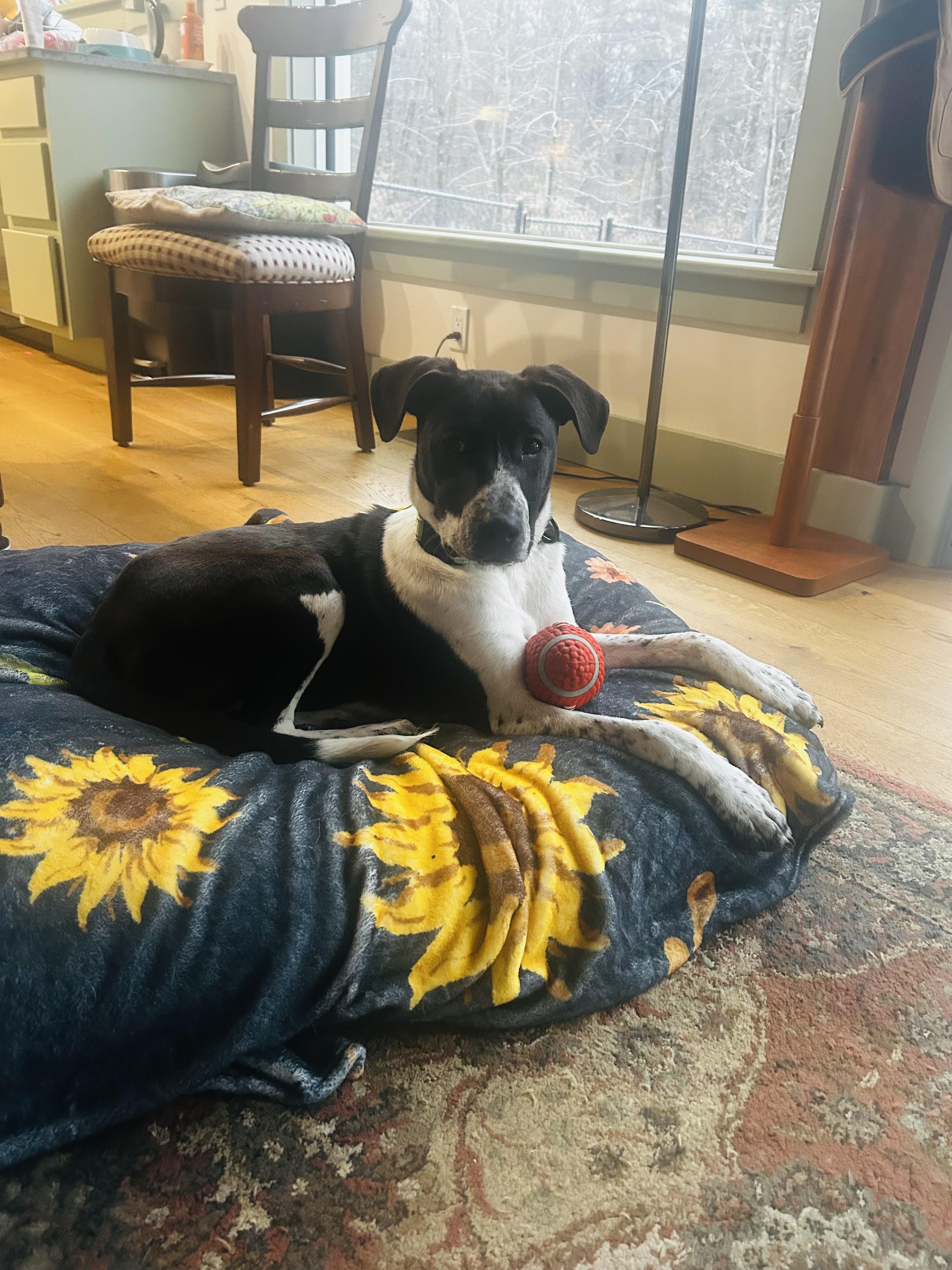 Enlarge Benton in NH! Come Meet our Adoptable Dogs Wednesday-Saturday. More info in Bio! , a ADOPTABLE mixed breed in Manchester, NH image 1/6