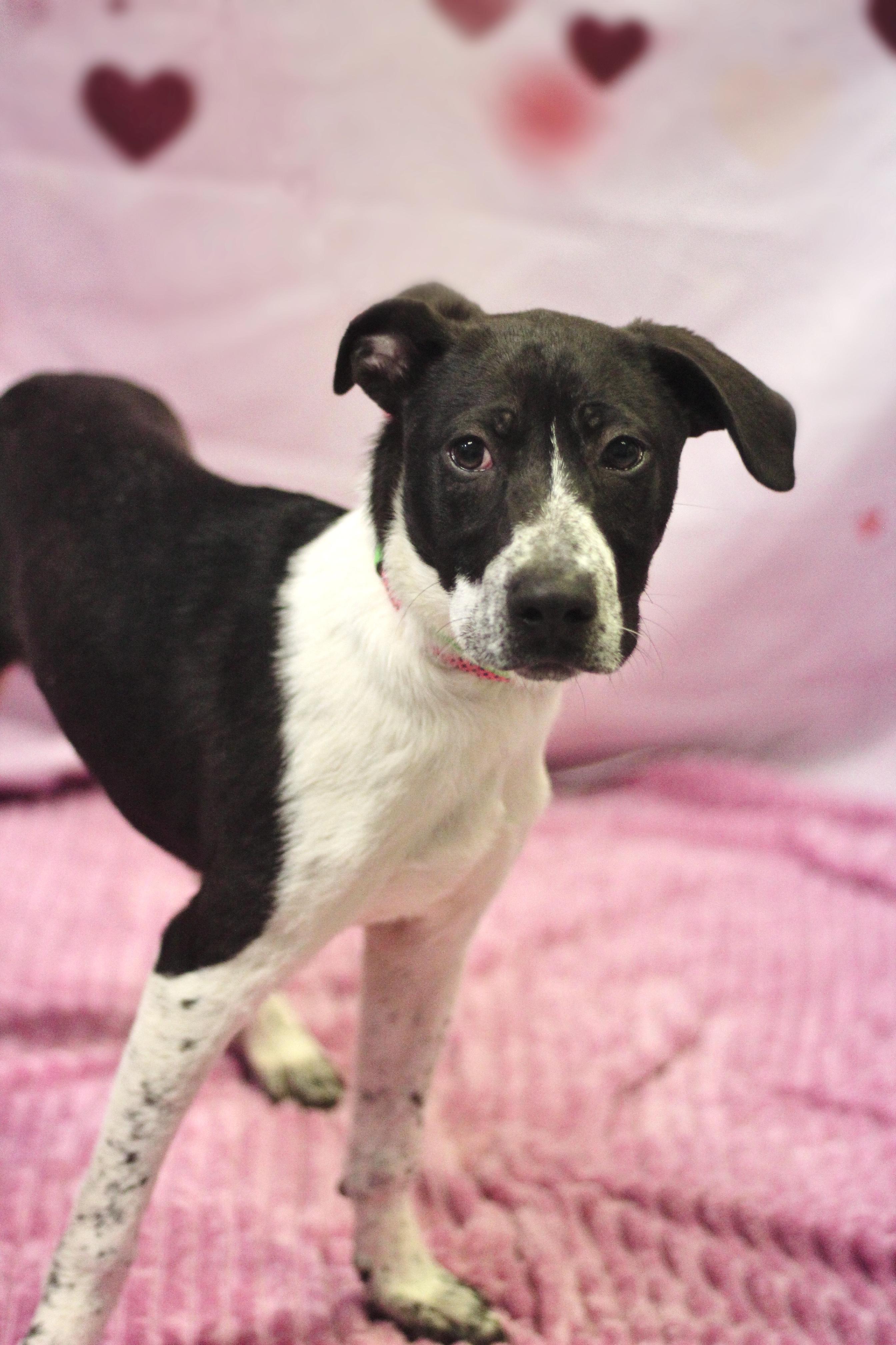 Enlarge Benton in NH! Come Meet our Adoptable Dogs Wednesday-Saturday. More info in Bio! , a ADOPTABLE mixed breed in Manchester, NH image 1/1