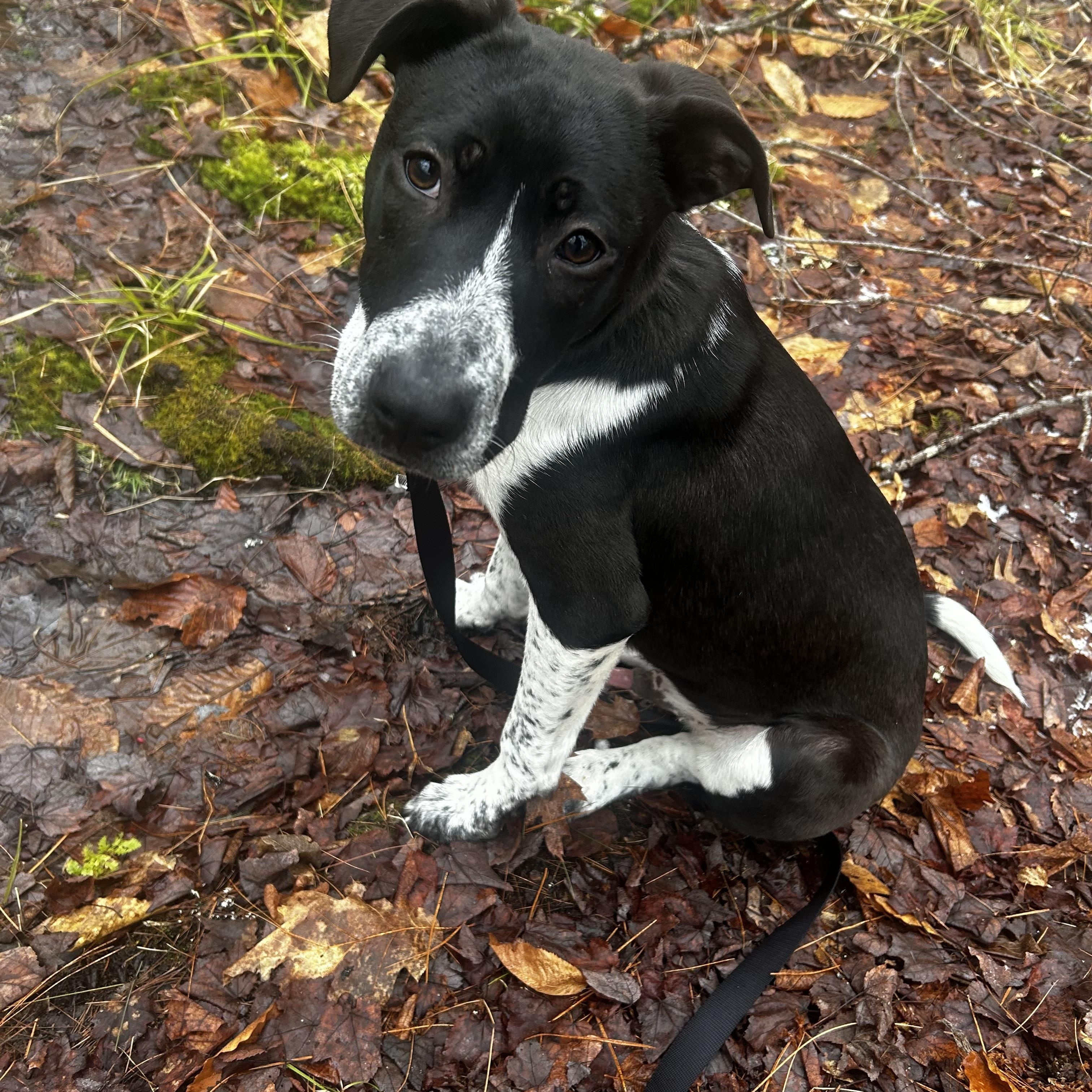 Enlarge Benton in NH! Come Meet our Adoptable Dogs Wednesday-Saturday. More info in Bio! , a ADOPTABLE mixed breed in Manchester, NH image 2/6