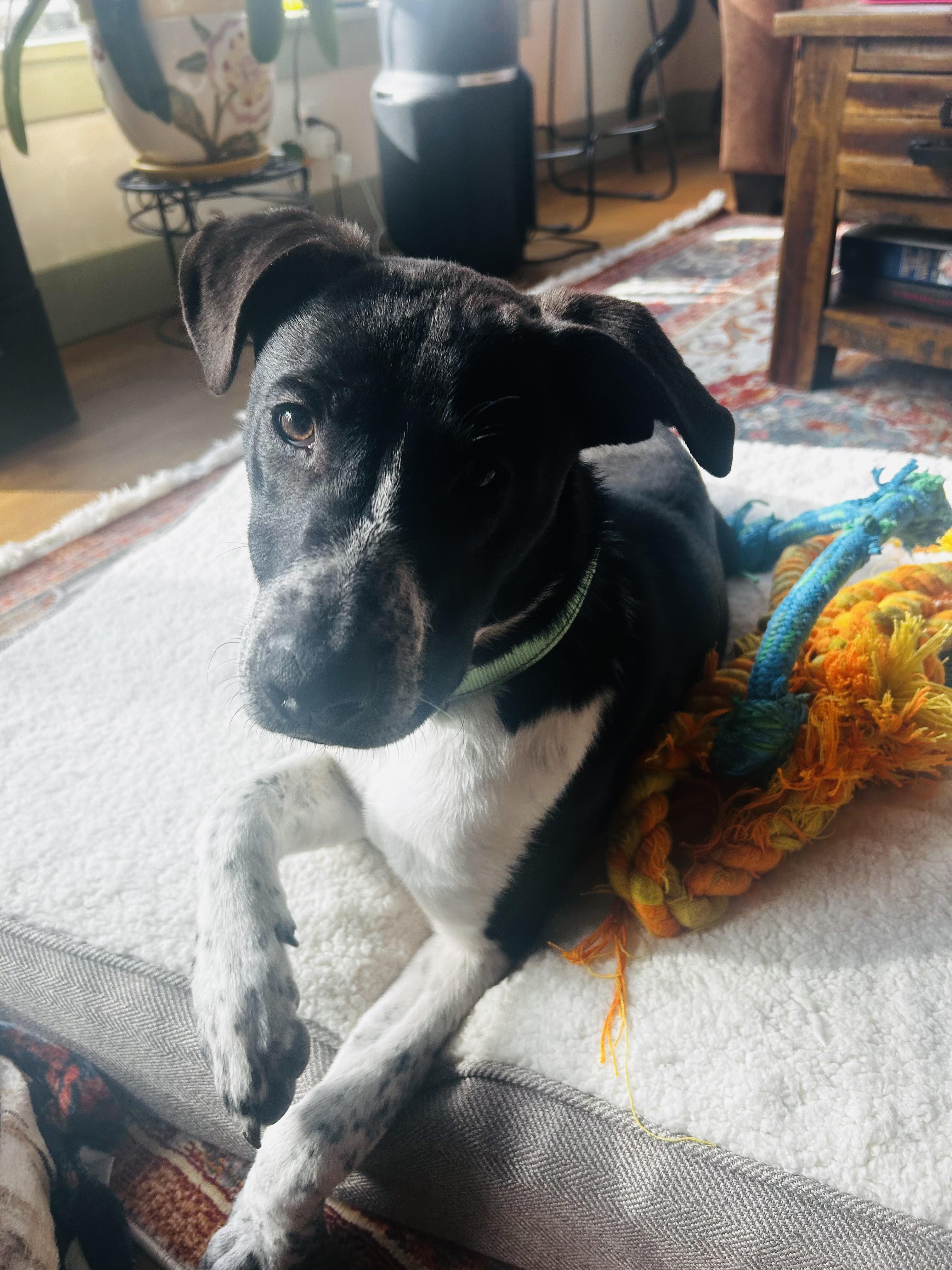 Enlarge Benton in NH! Come Meet our Adoptable Dogs Wednesday-Saturday. More info in Bio! , a ADOPTABLE mixed breed in Manchester, NH image 3/6