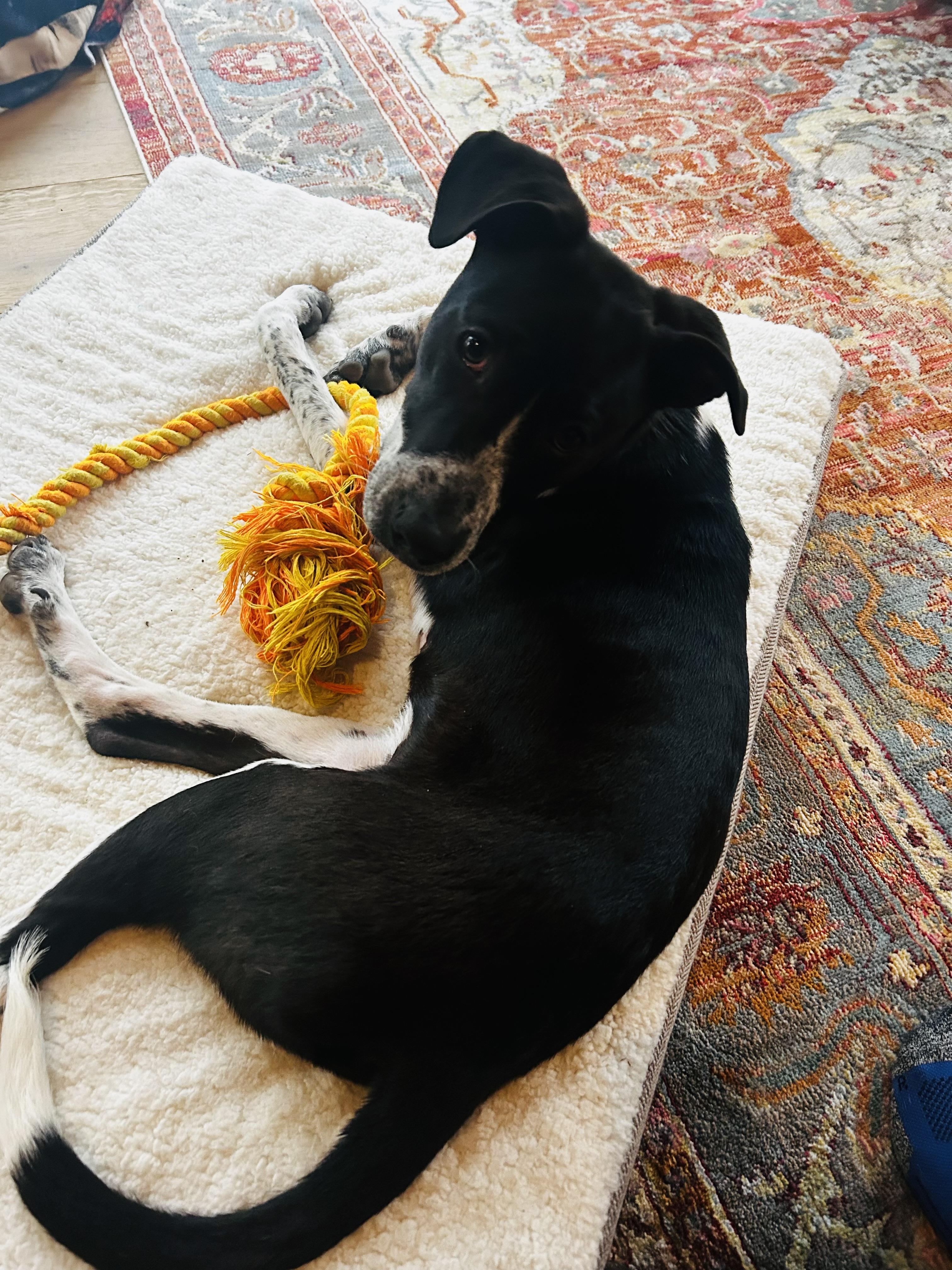 Enlarge Benton in NH! Come Meet our Adoptable Dogs Wednesday-Saturday. More info in Bio! , a ADOPTABLE mixed breed in Manchester, NH image 4/6