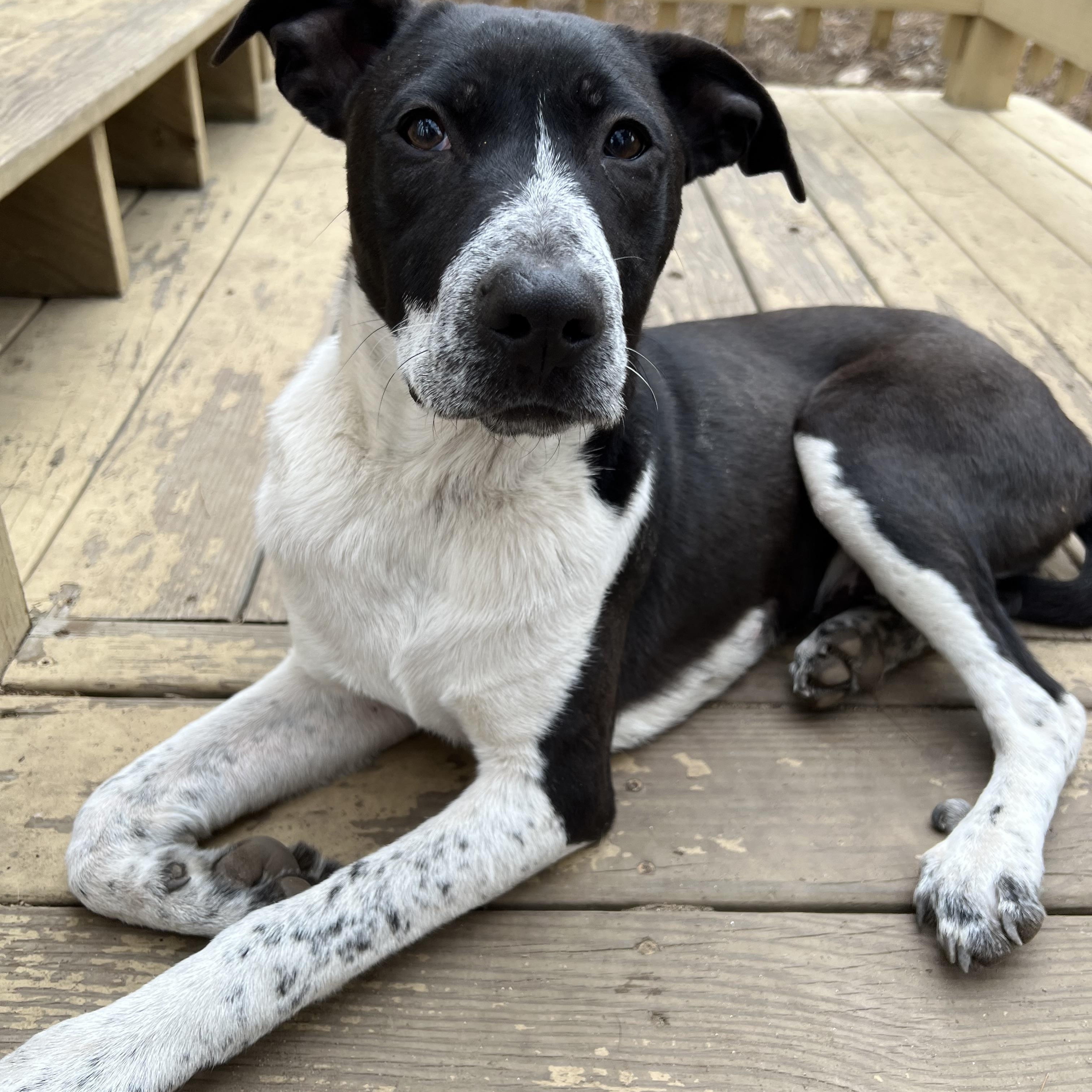 Enlarge Benton in NH! Come Meet our Adoptable Dogs Wednesday-Saturday. More info in Bio! , a ADOPTABLE mixed breed in Manchester, NH image 5/6