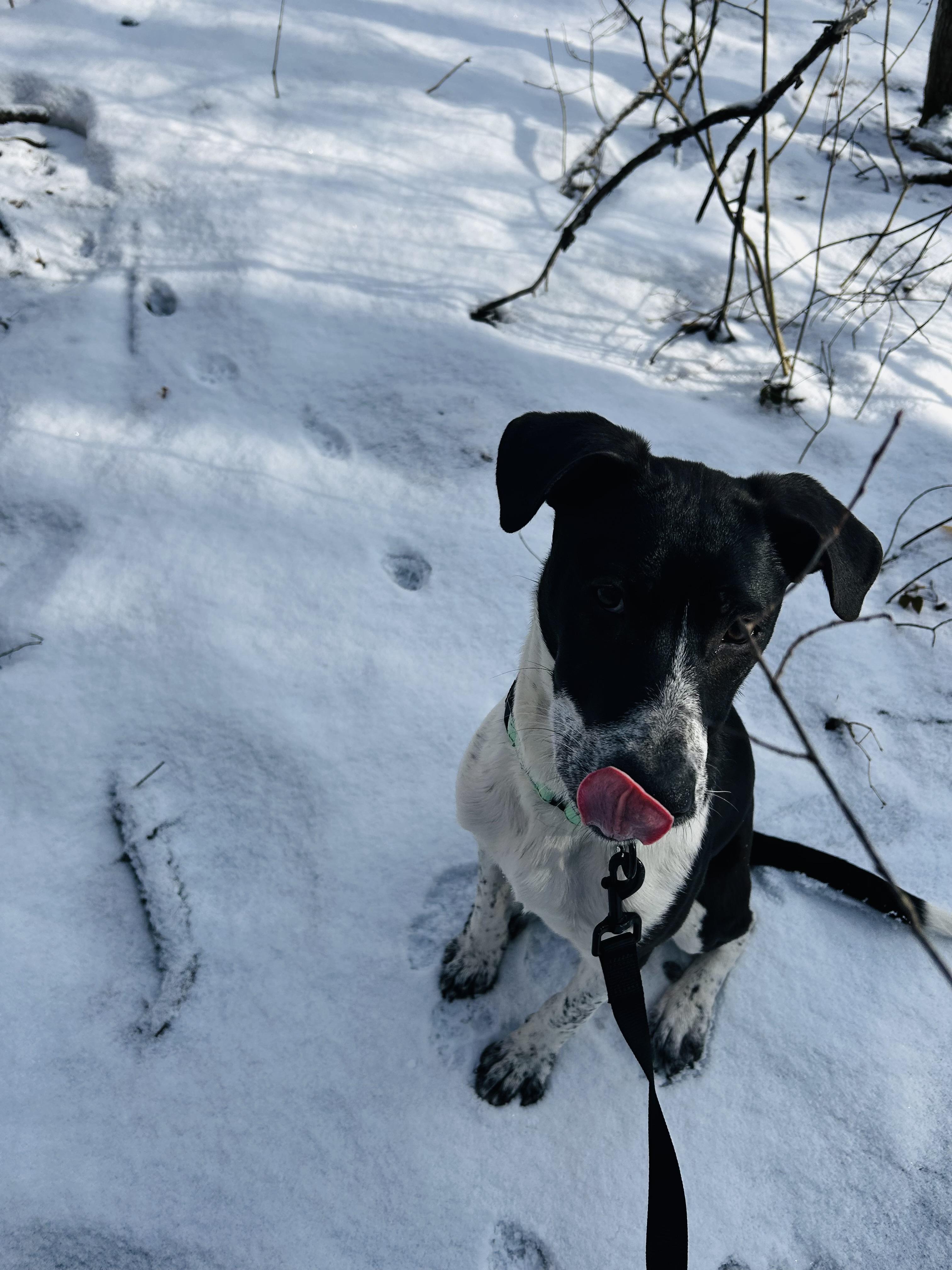 Enlarge Benton in NH! Come Meet our Adoptable Dogs Wednesday-Saturday. More info in Bio! , a ADOPTABLE mixed breed in Manchester, NH image 6/6