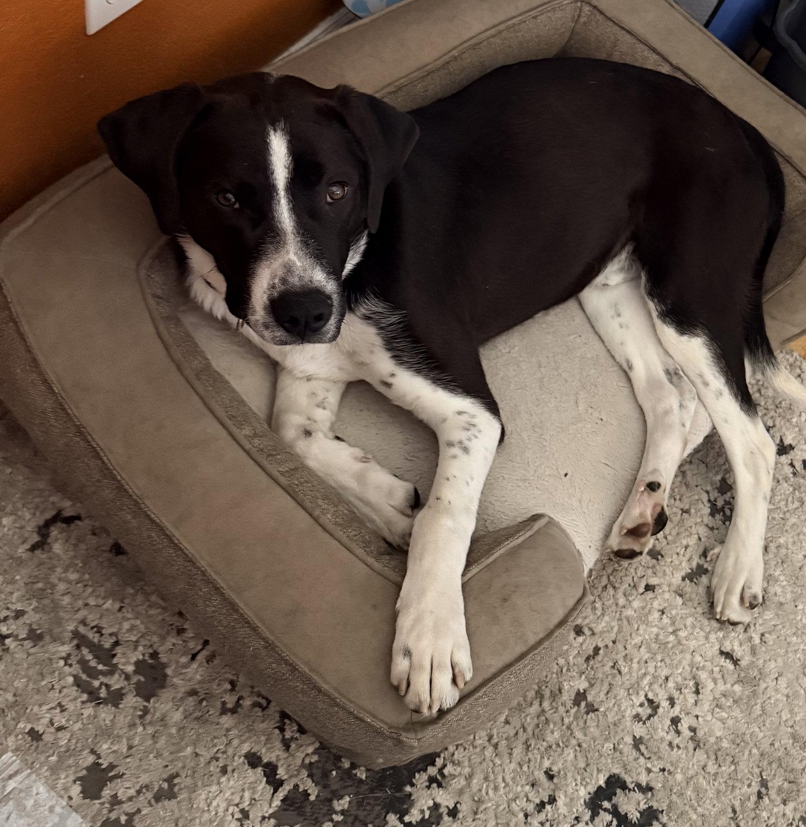 Archer, Adopted, Young Male Border Collie & Labrador Retriever.