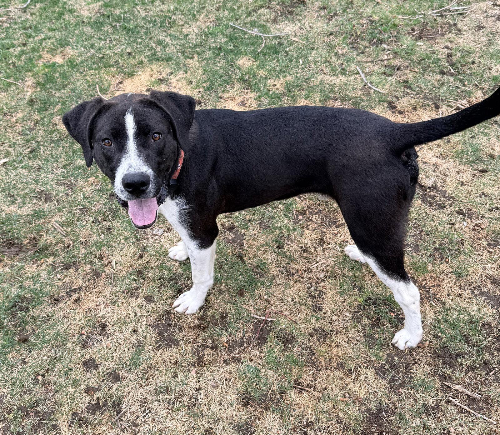 Enlarge Archer, a Adopted mixed breed in Evergreen, CO image 2/3