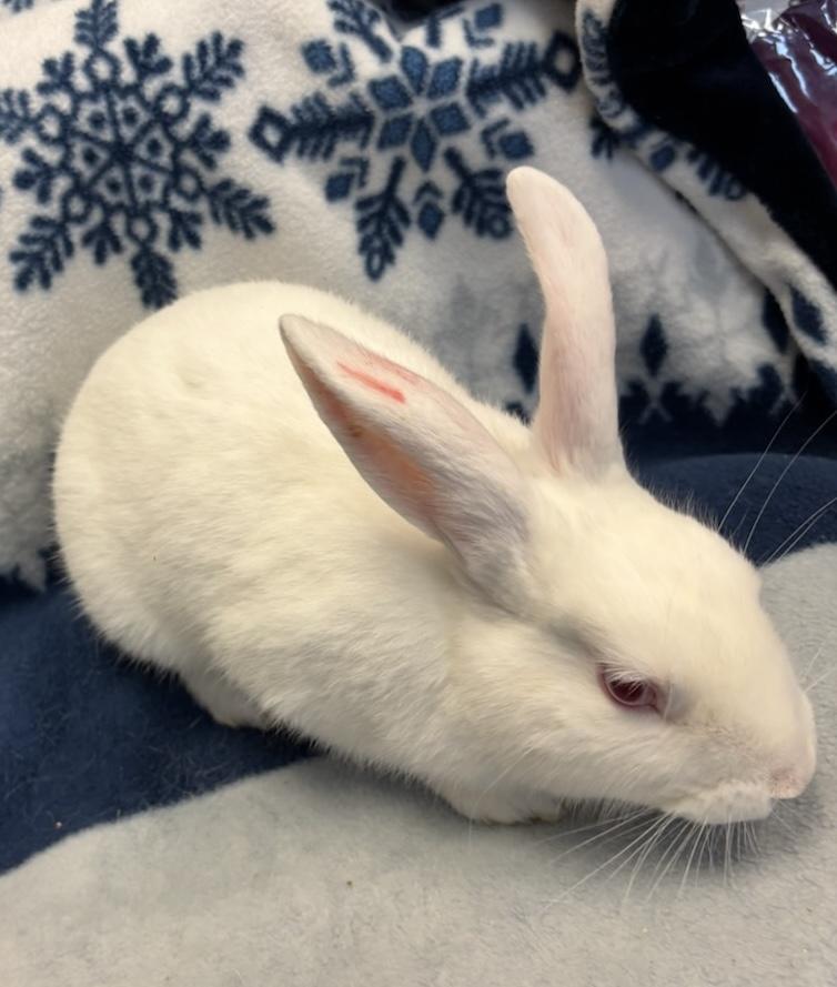 Pretzel, a Adoptable Florida White in Alliston, ON image 1/3