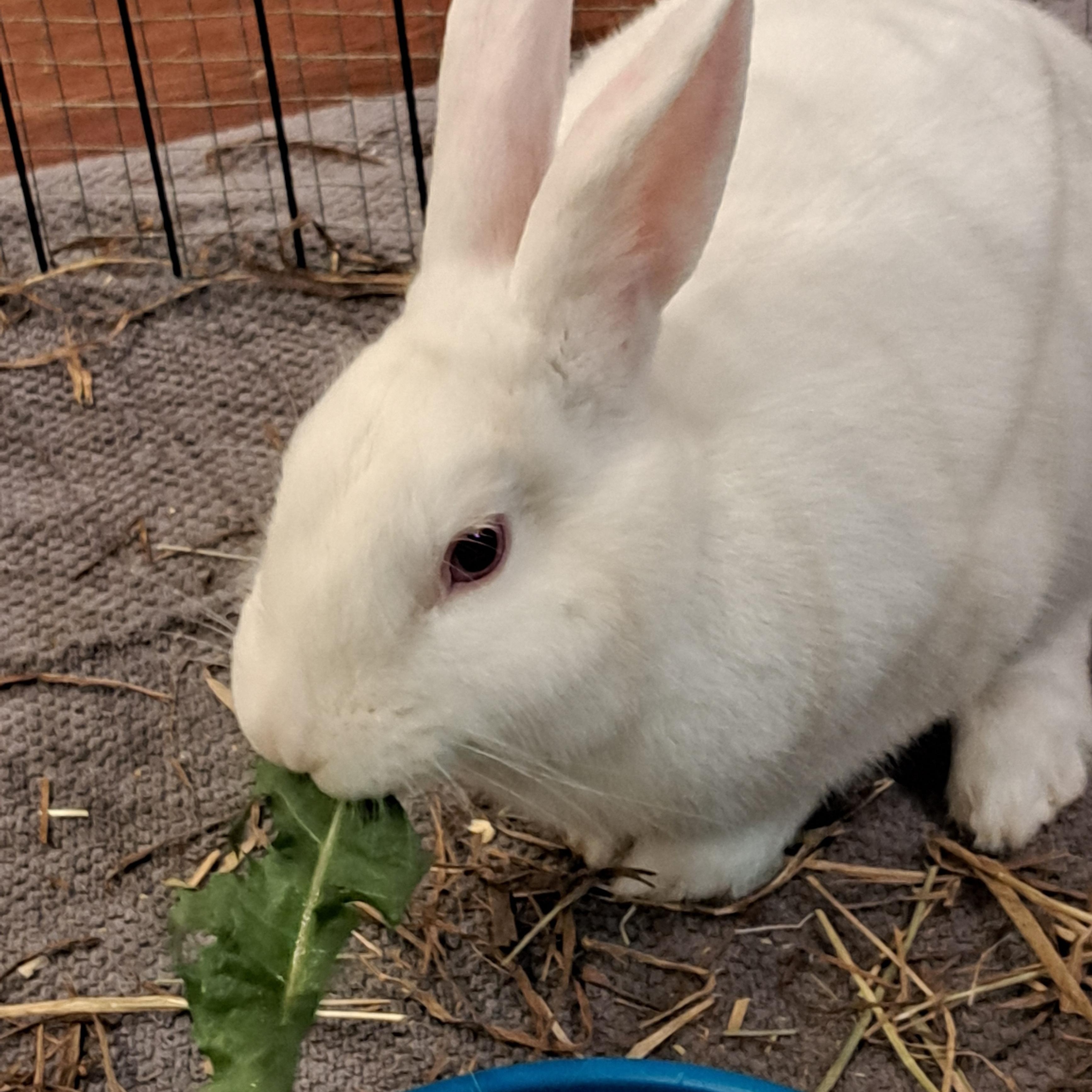 Pretzel, a Adoptable Florida White in Alliston, ON image 2/3