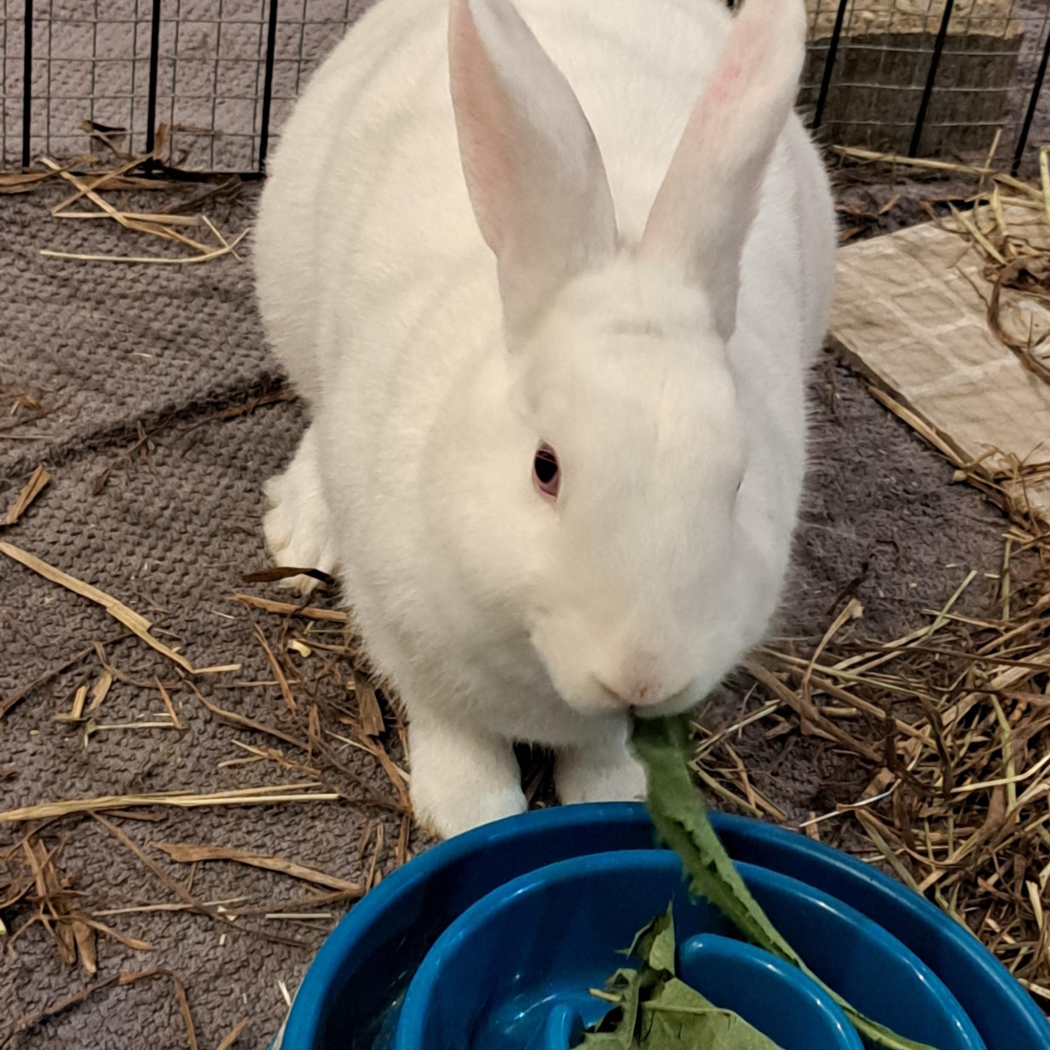 Pretzel, Adoptable, Adult Male Florida White.
