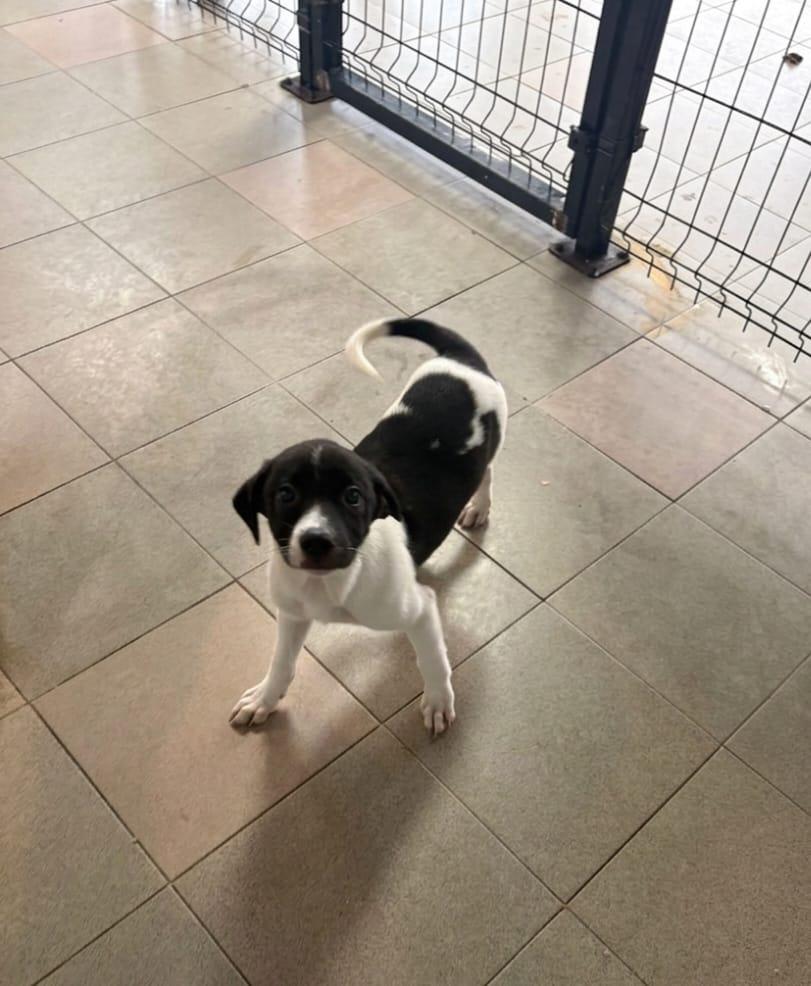 Enlarge Zeus, a ADOPTABLE mixed breed in Virginia Beach, VA image 3/3