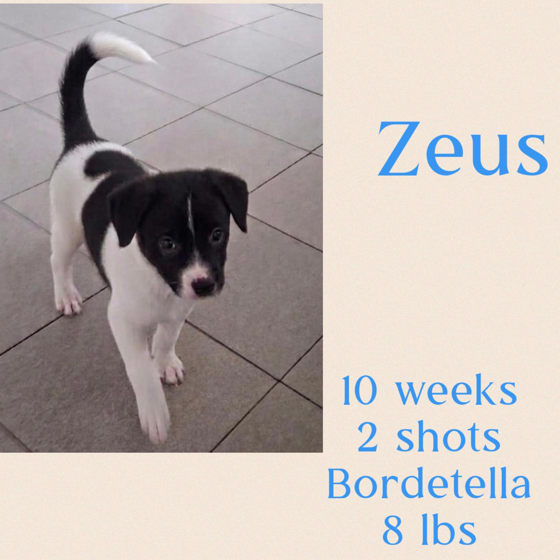 Zeus, ADOPTABLE, Young Male Jack Russell Terrier & Terrier.