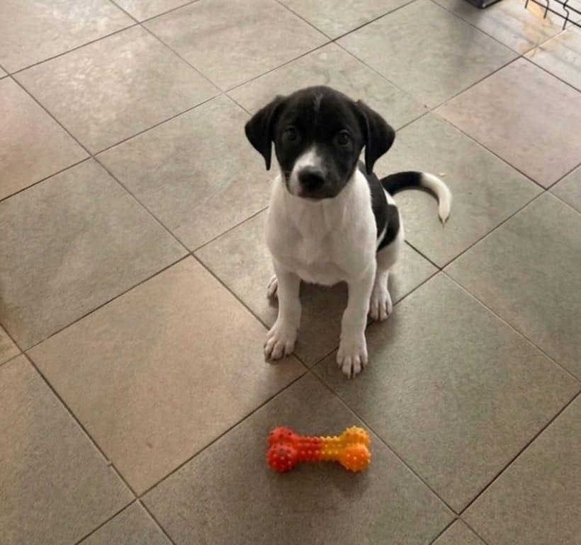 Zeus, ADOPTABLE, Young Male Jack Russell Terrier & Terrier.