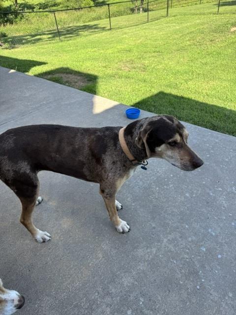 Lucy, a Adoptable Catahoula Leopard Dog in Bartlesville, OK image 1/2