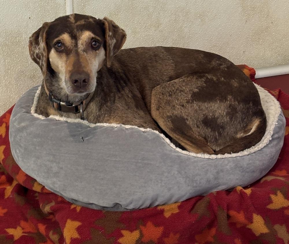 Lucy, a Adoptable Catahoula Leopard Dog in Bartlesville, OK image 2/2