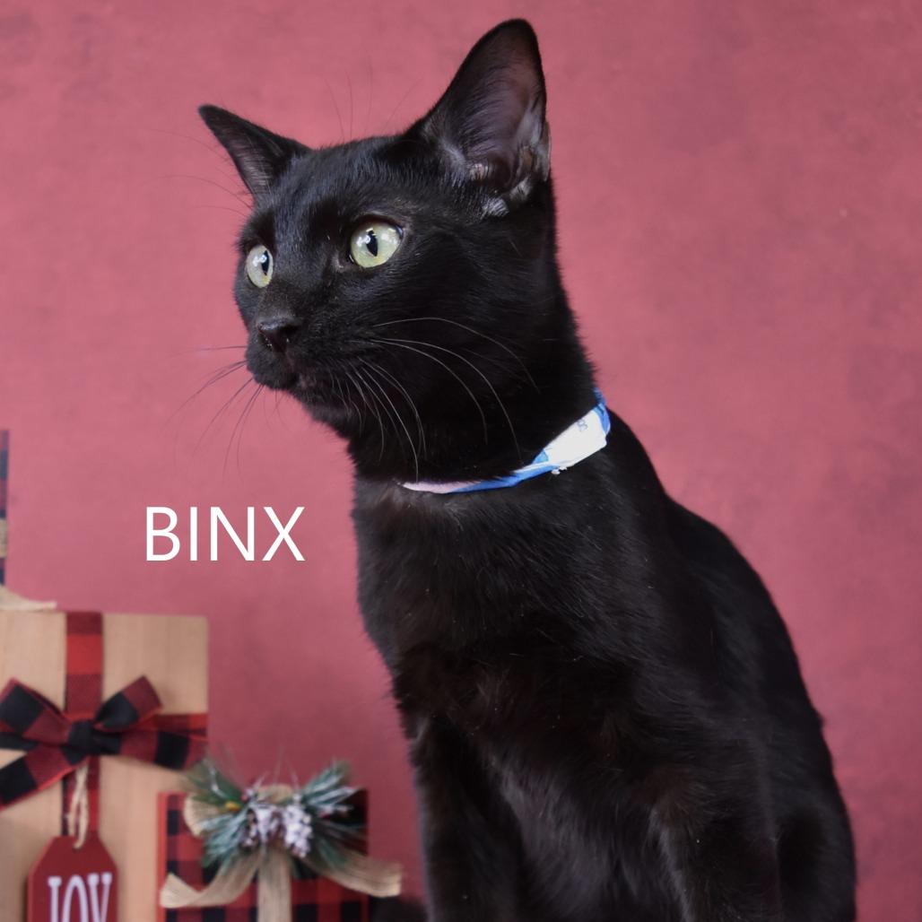 Binx, Adoptable, Young Male Domestic Short Hair.