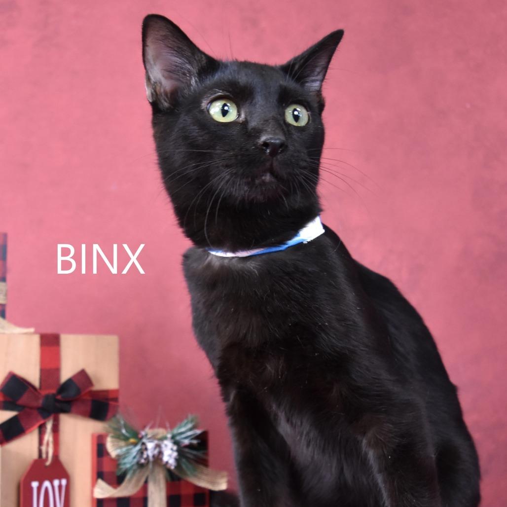 Enlarge Binx, a Adoptable Domestic Short Hair in Yuma, AZ image 2/2