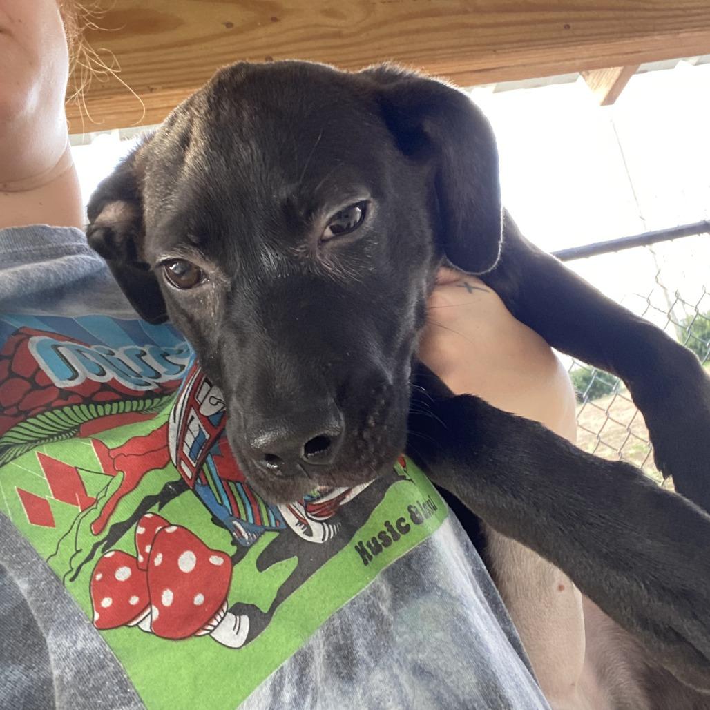 Waverly - 072401U-2, a Adoptable mixed breed in Tupelo, MS image 1/4