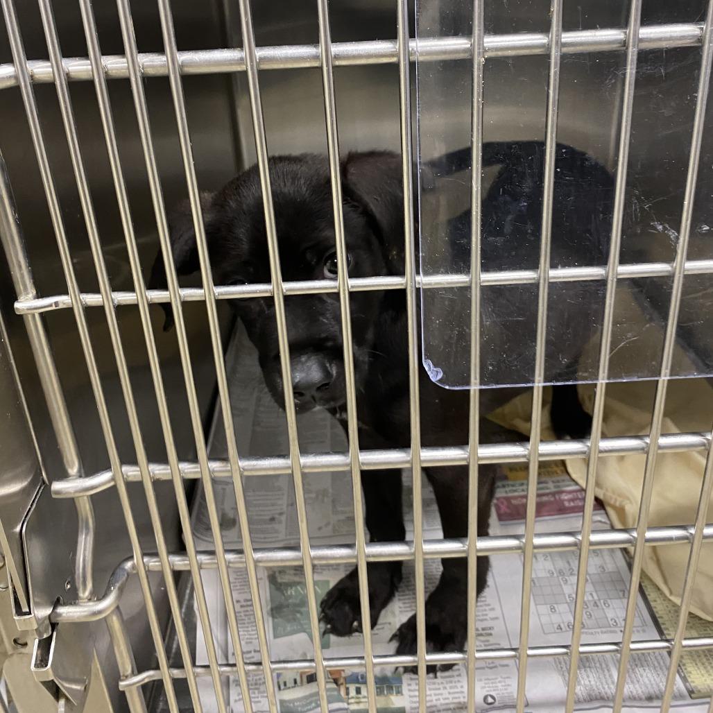 Waverly - 072401U-2, a Adoptable mixed breed in Tupelo, MS image 4/4