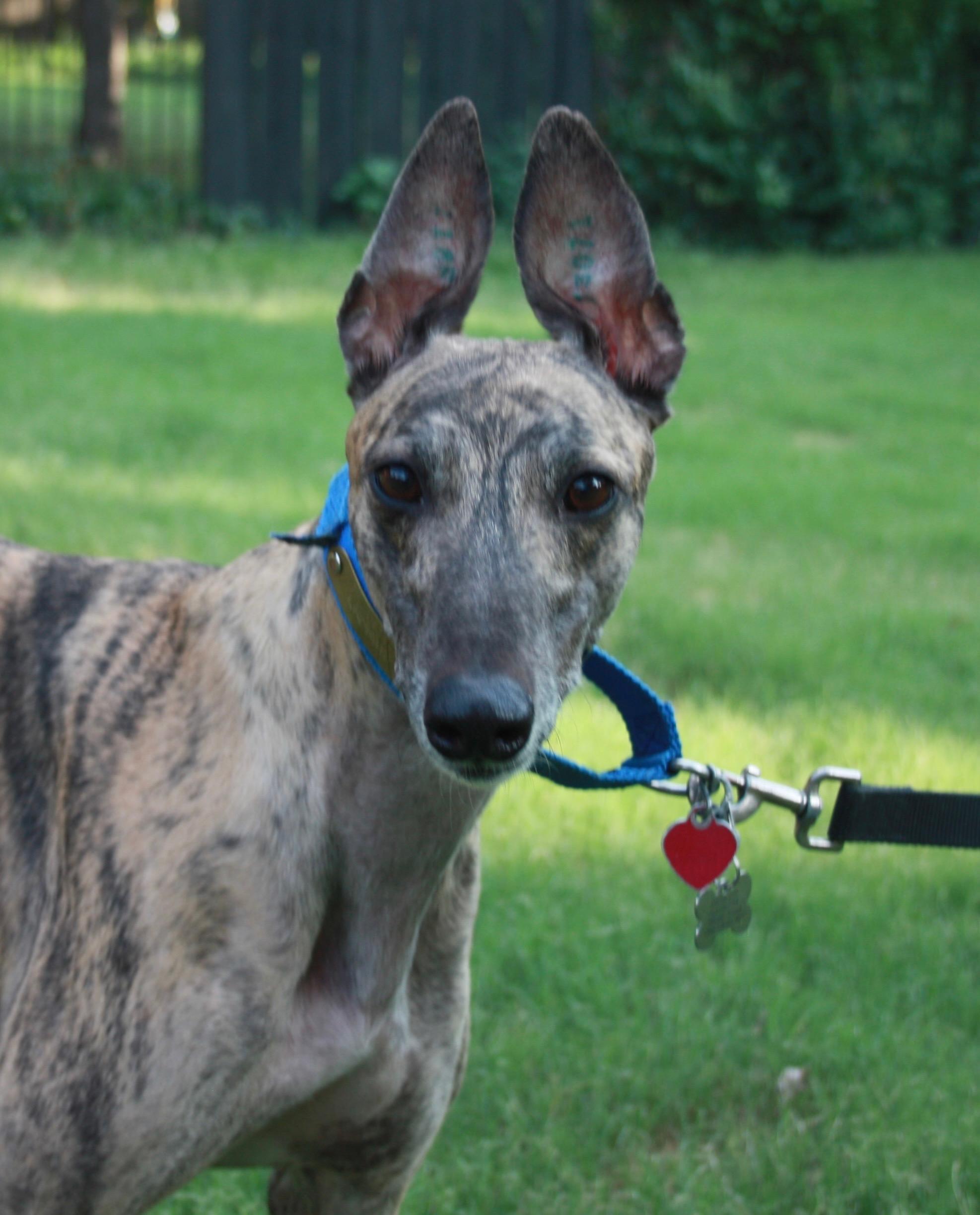 Enlarge Winnie, a ADOPTABLE Greyhound in Independence, MO image 1/1