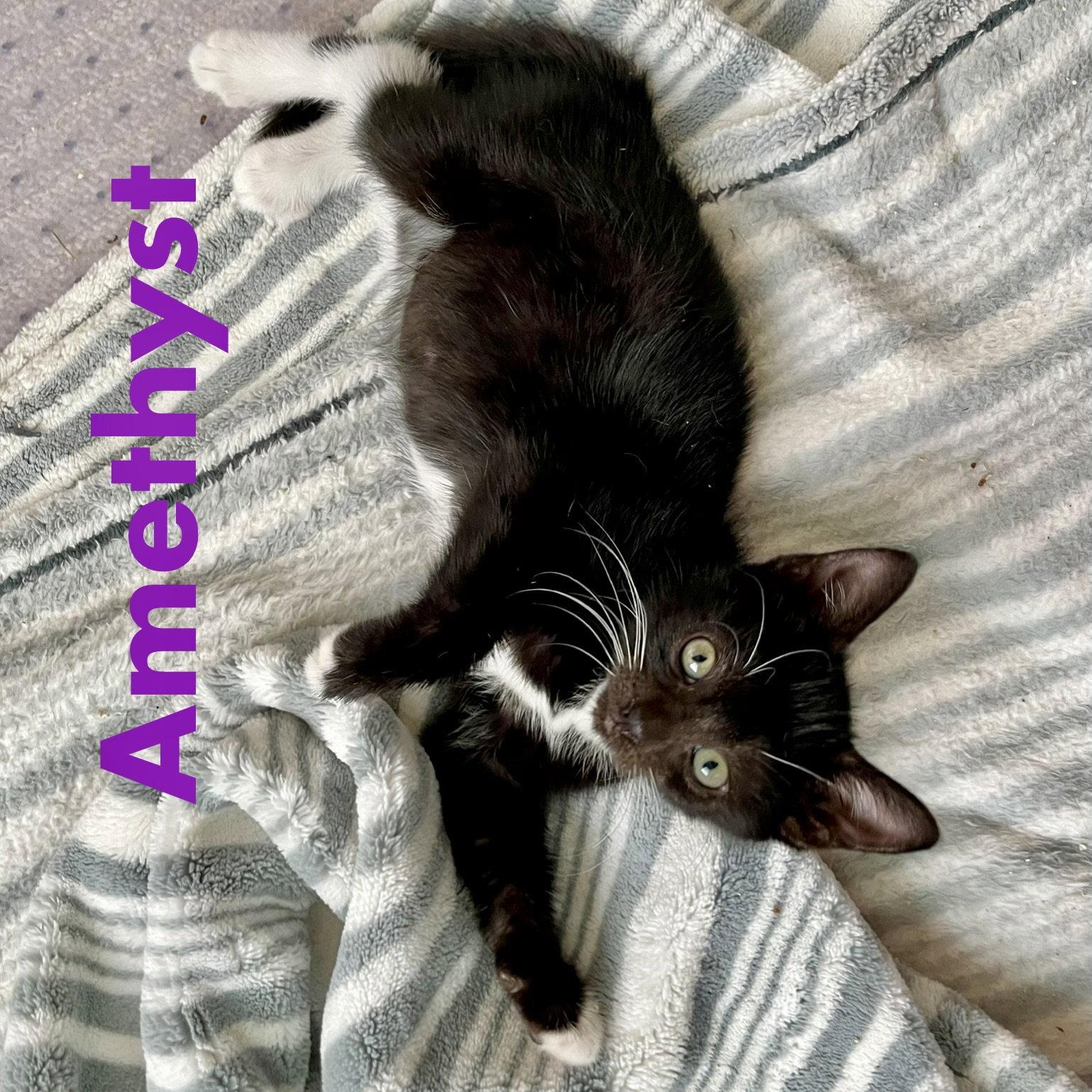 Enlarge Amethyst, a Adoptable Domestic Short Hair in Reston, VA image 3/3