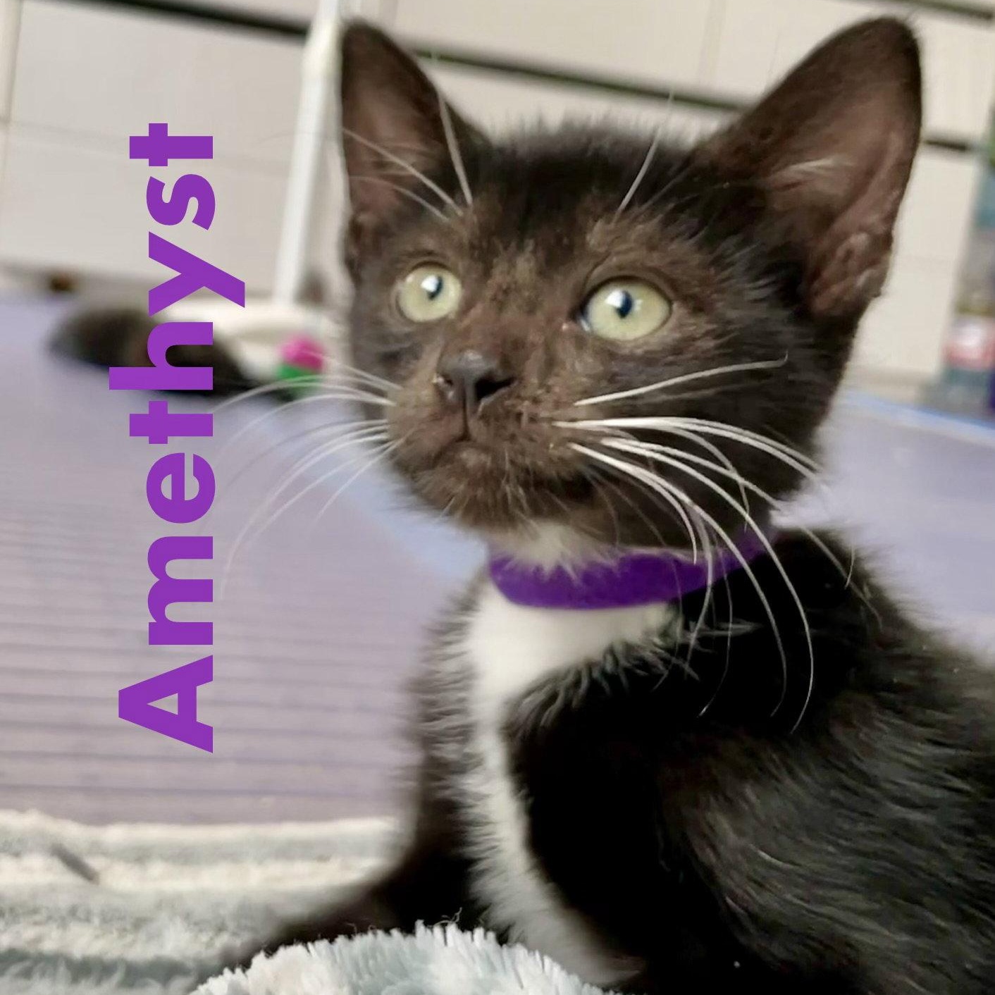 Amethyst, Adoptable, Kitten Female Domestic Short Hair.