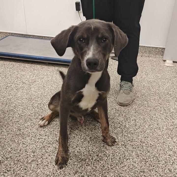 Durango, Adopted, Young Male Hound.