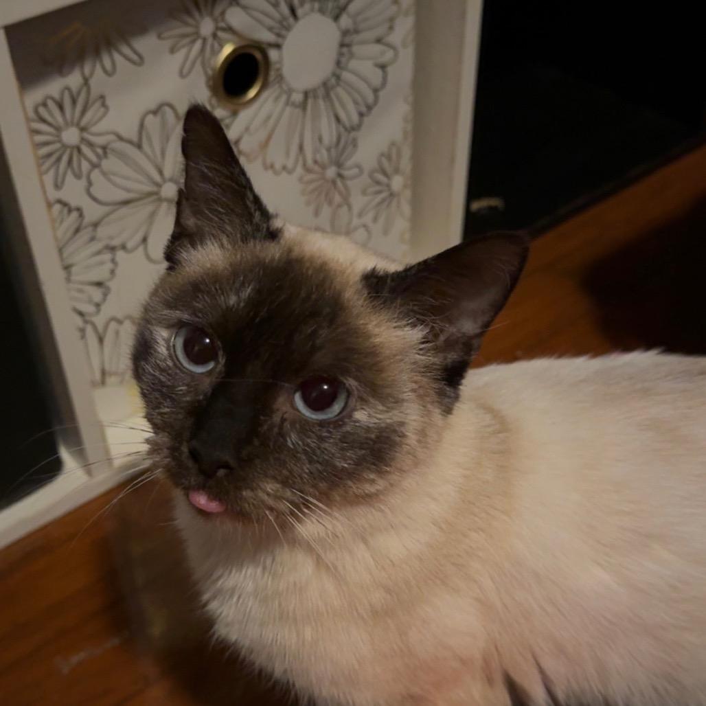 Quinn F-21602, Adoptable, Adult Female Siamese.