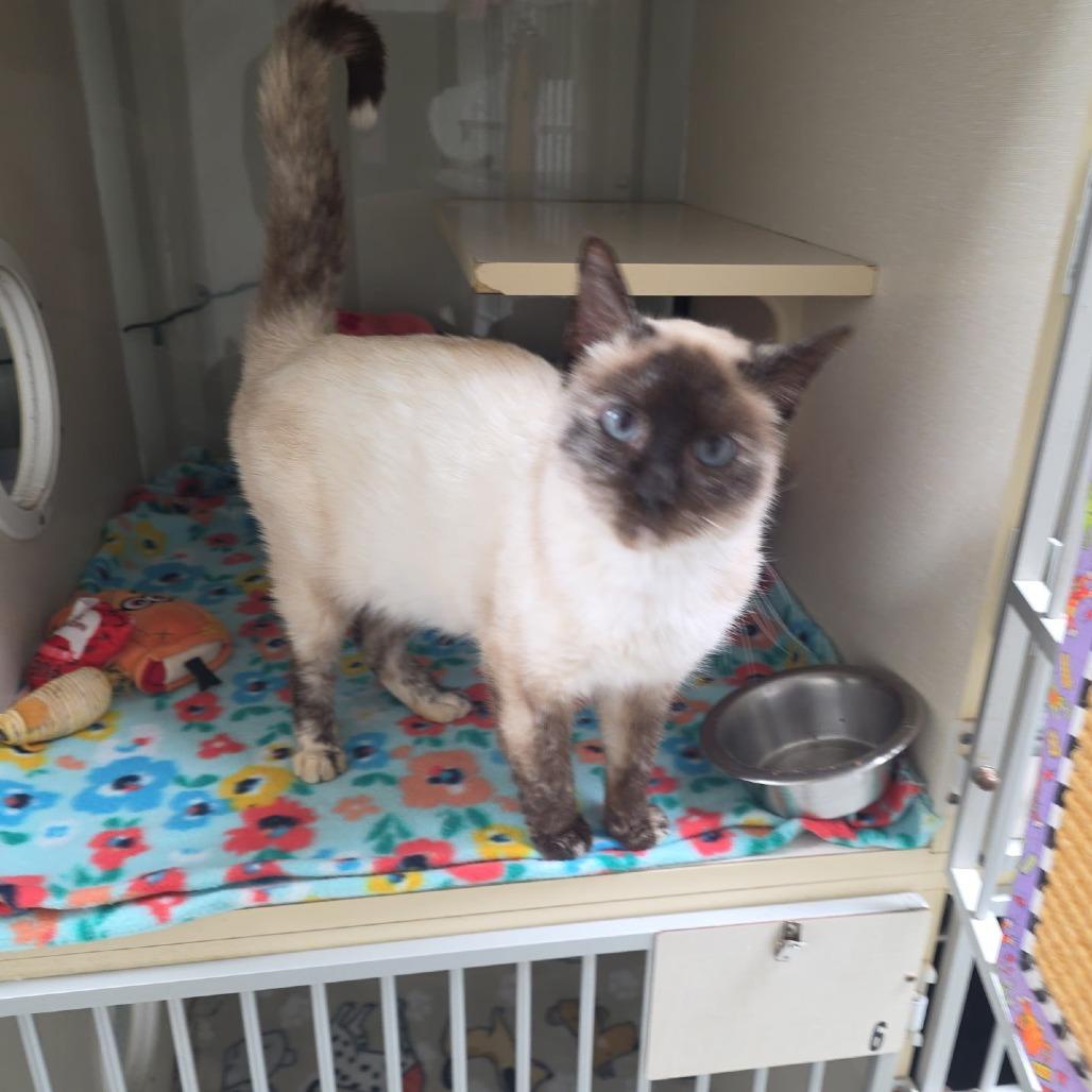 Enlarge Quinn F-21602, a Adoptable Siamese in Oklahoma City, OK image 1/1