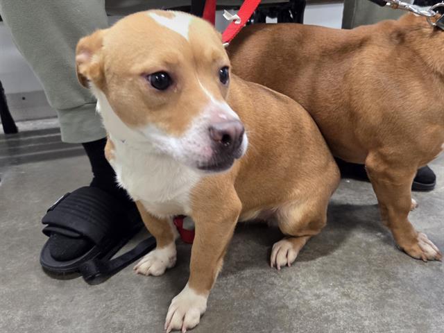 PRINCESS, Adoptable, Young Female Pit Bull Terrier & Mixed Breed.