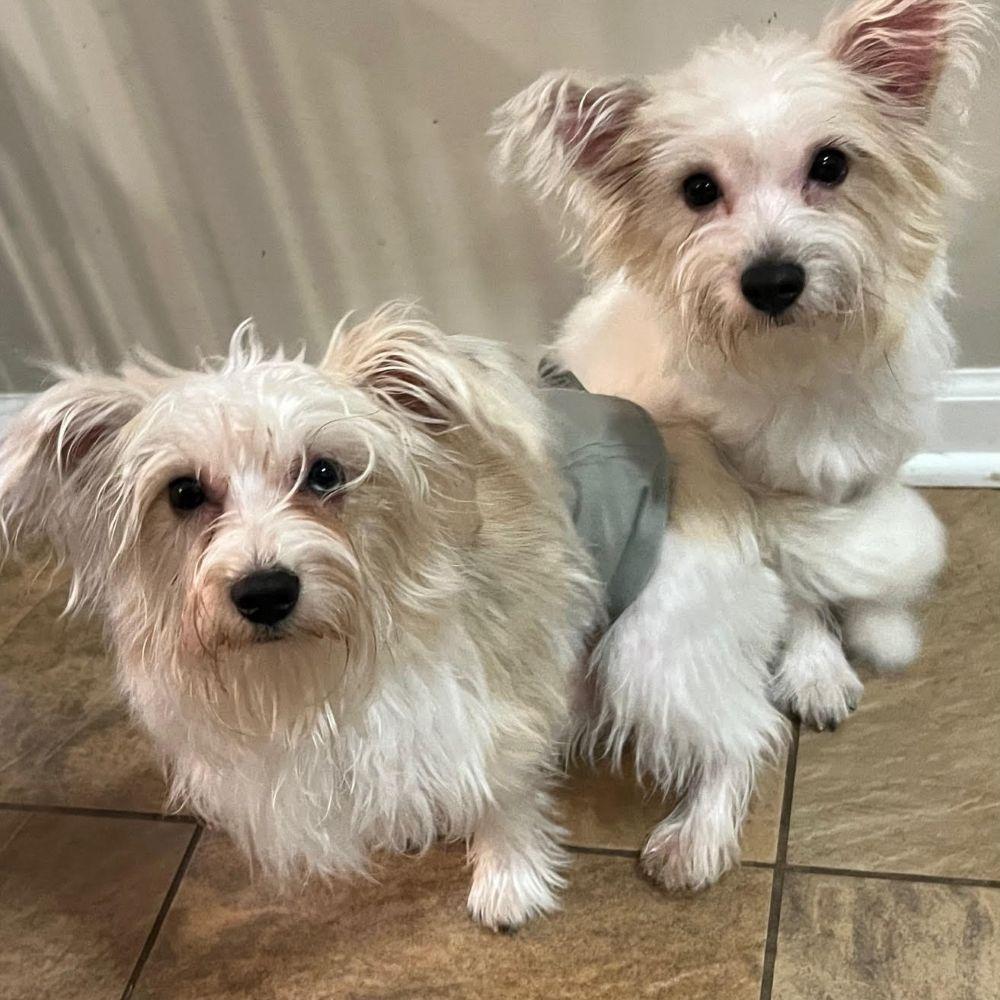 Sam & Elliot - DOUBLE THE FUN, ADOPTABLE, Young Male Morkie & Yorkshire Terrier.