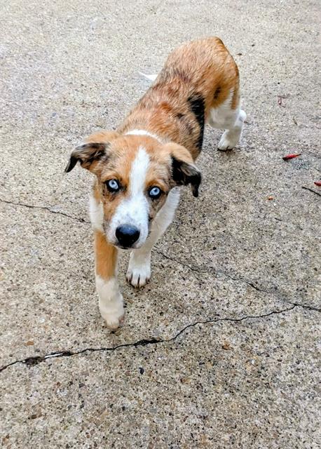 GIZMO — thumbnail 2