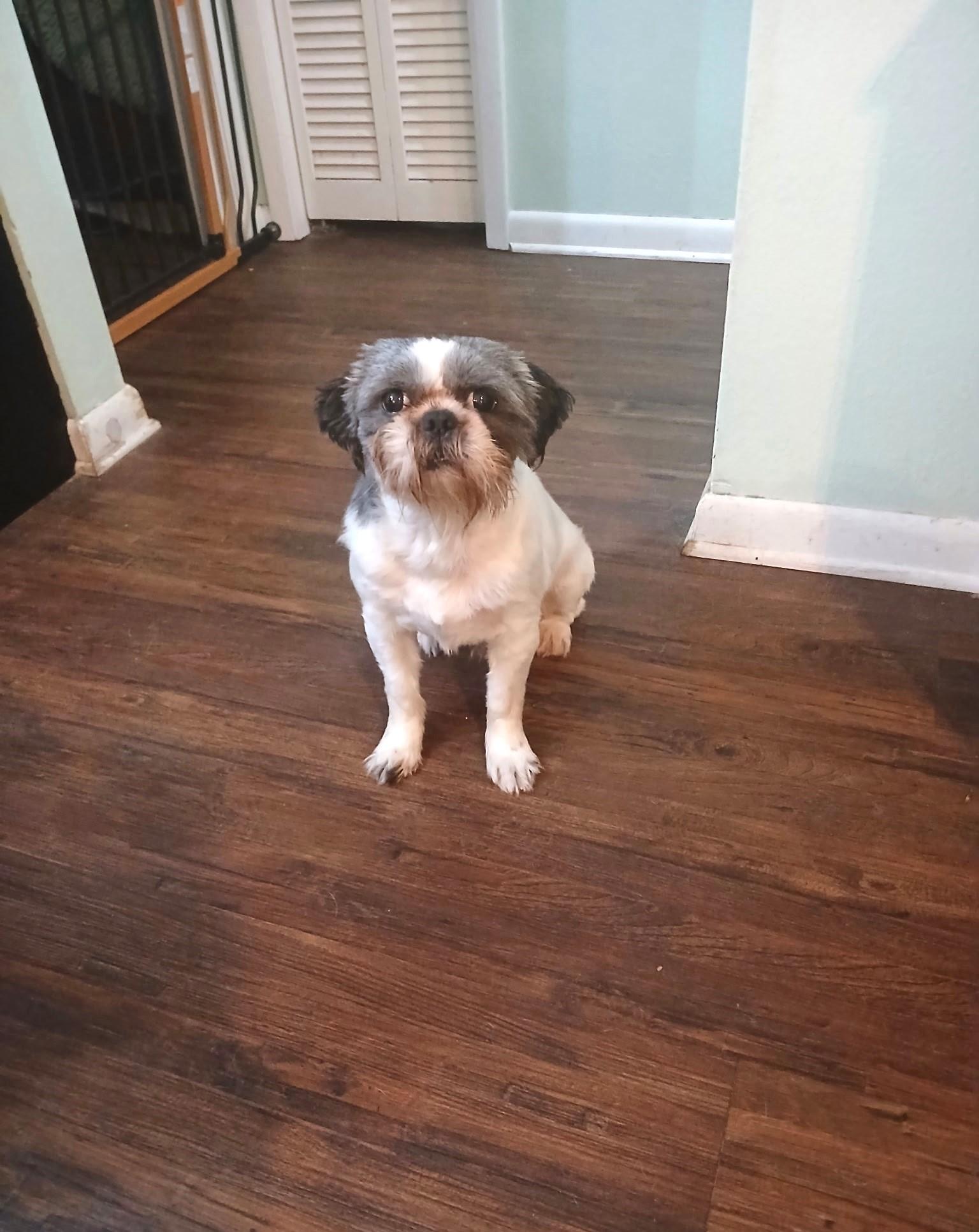 Enlarge Mio, a ADOPTABLE mixed breed in Inverness, FL image 2/2