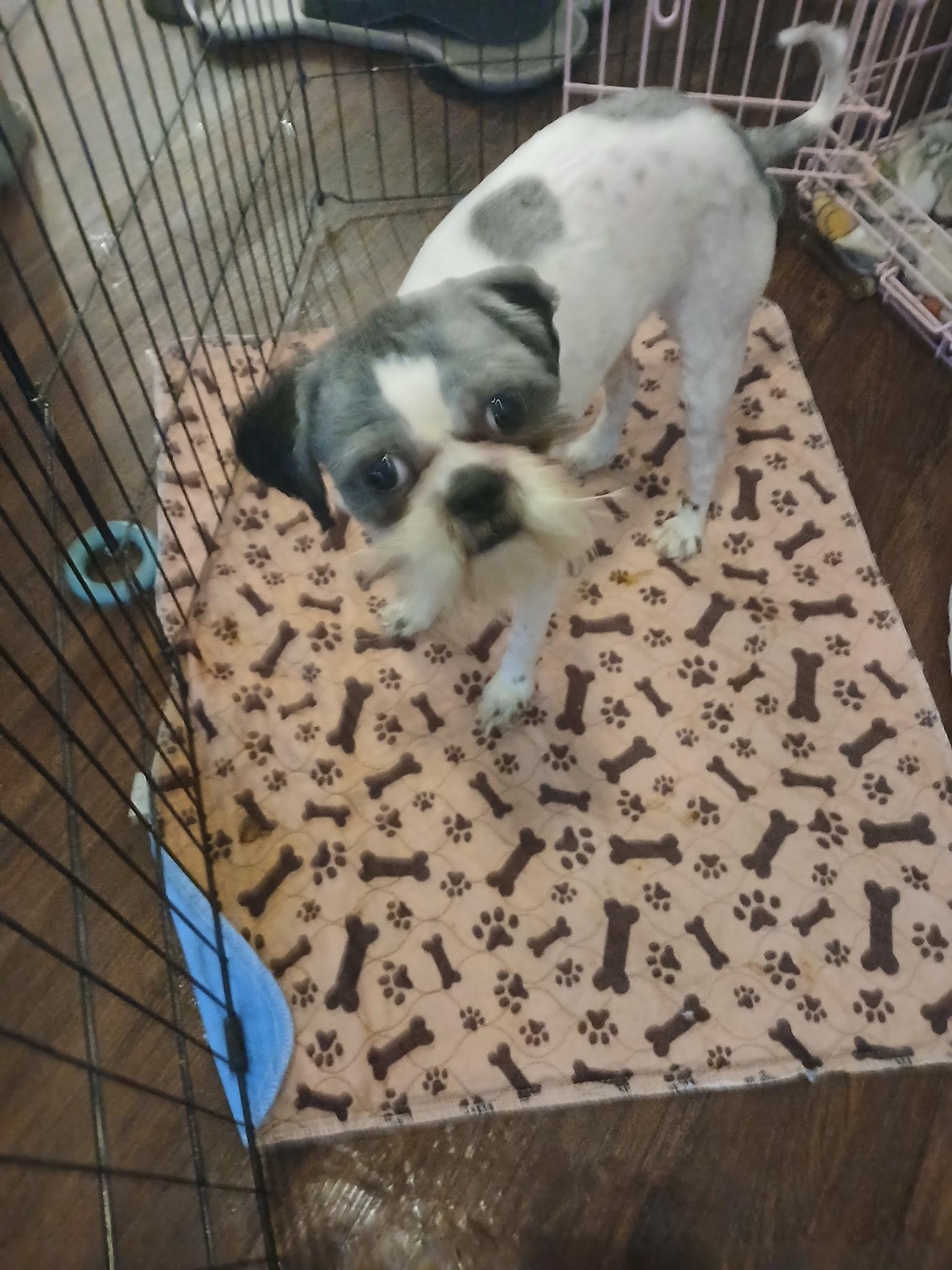 Enlarge Mio, a ADOPTABLE mixed breed in Inverness, FL image 1/1