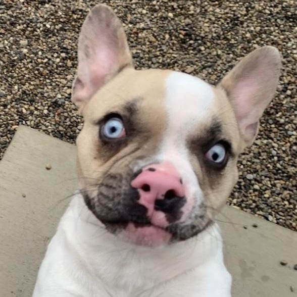 Maizie, an adopted mixed breed in Toledo, OH image 1/3
