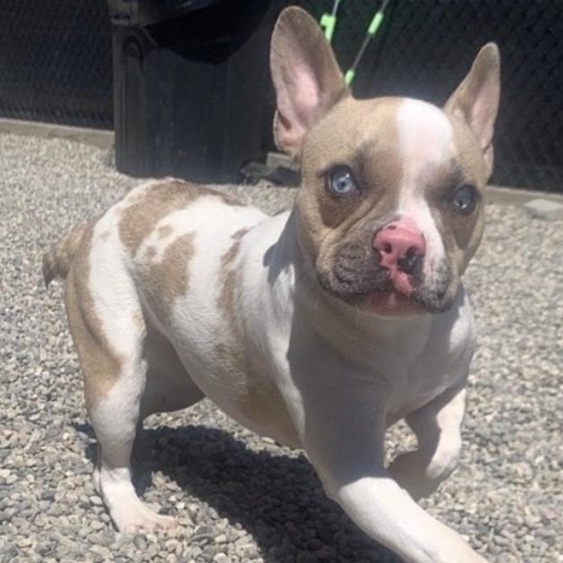 Maizie, an adopted mixed breed in Toledo, OH image 2/3