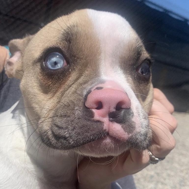 Maizie, an adopted mixed breed in Toledo, OH image 3/3
