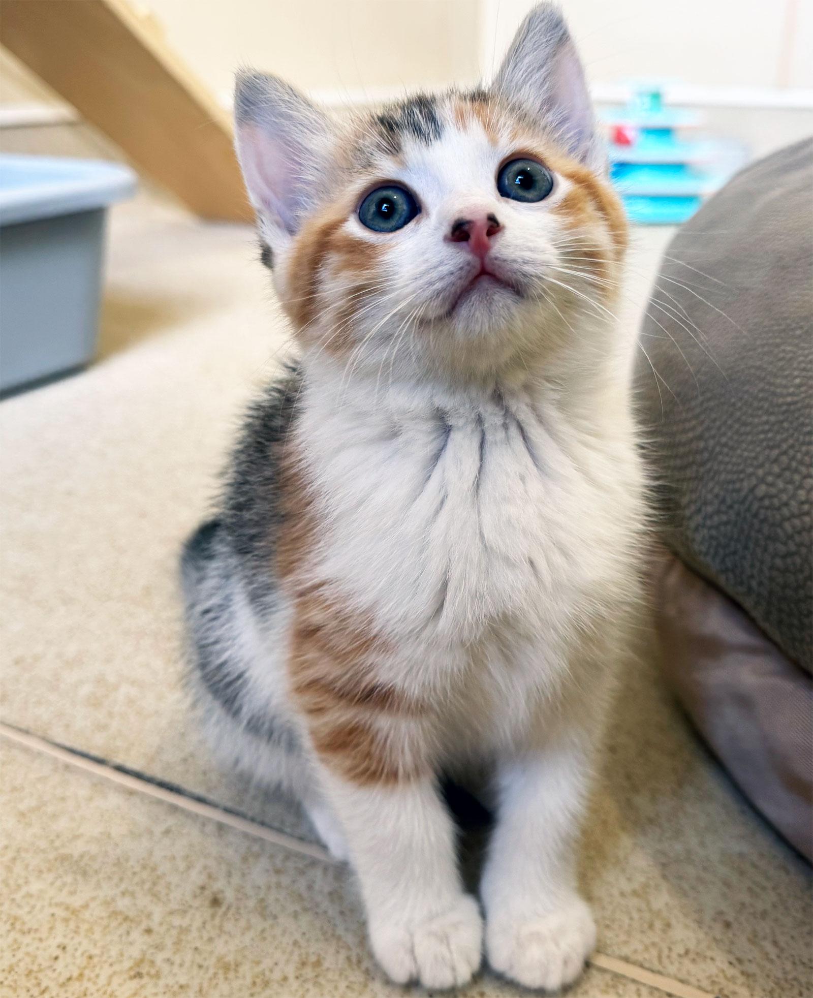 Margaret Catwood thumbnail 2