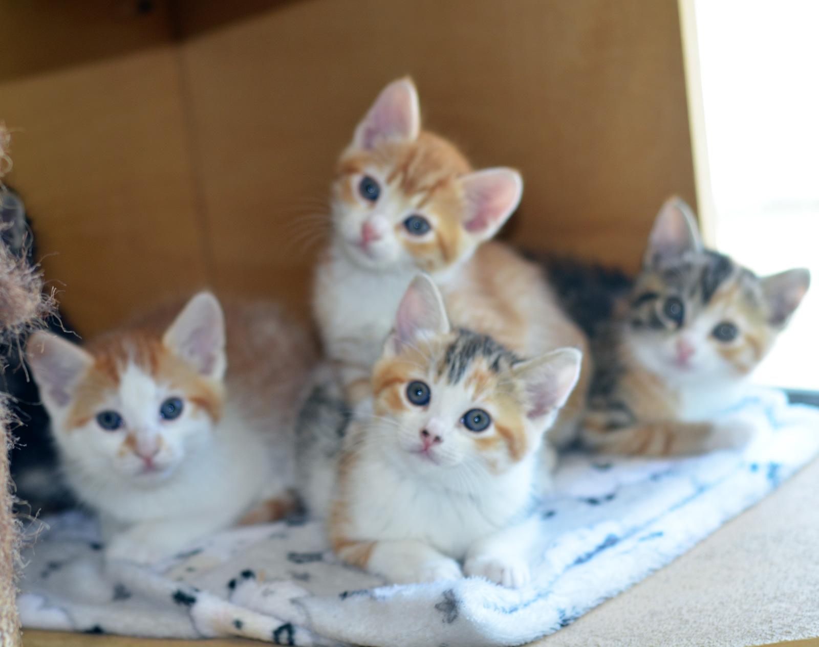 Margaret Catwood thumbnail 3