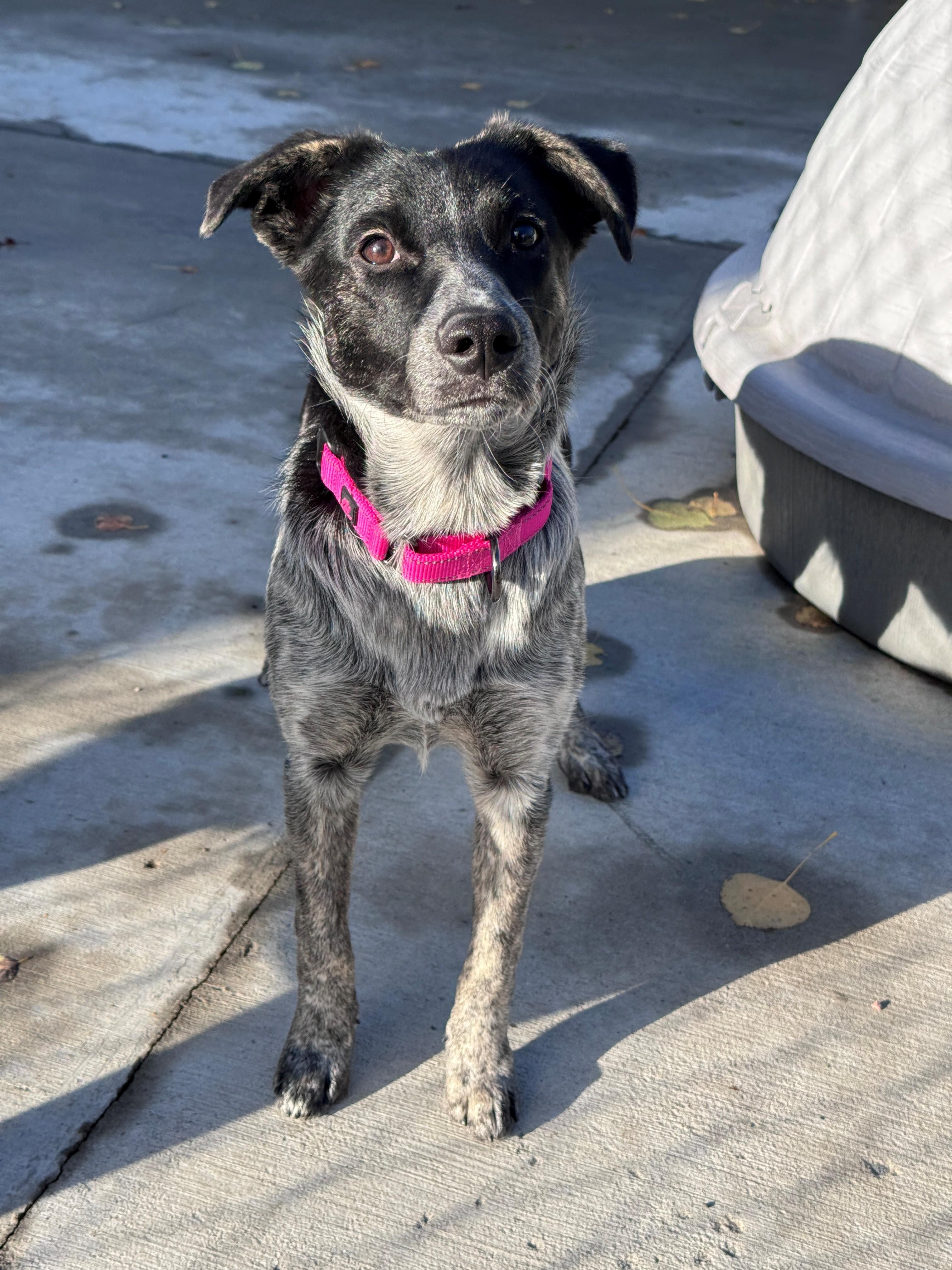 Enlarge Lena, a Adoptable mixed breed in Hackensack, MN image 2/6