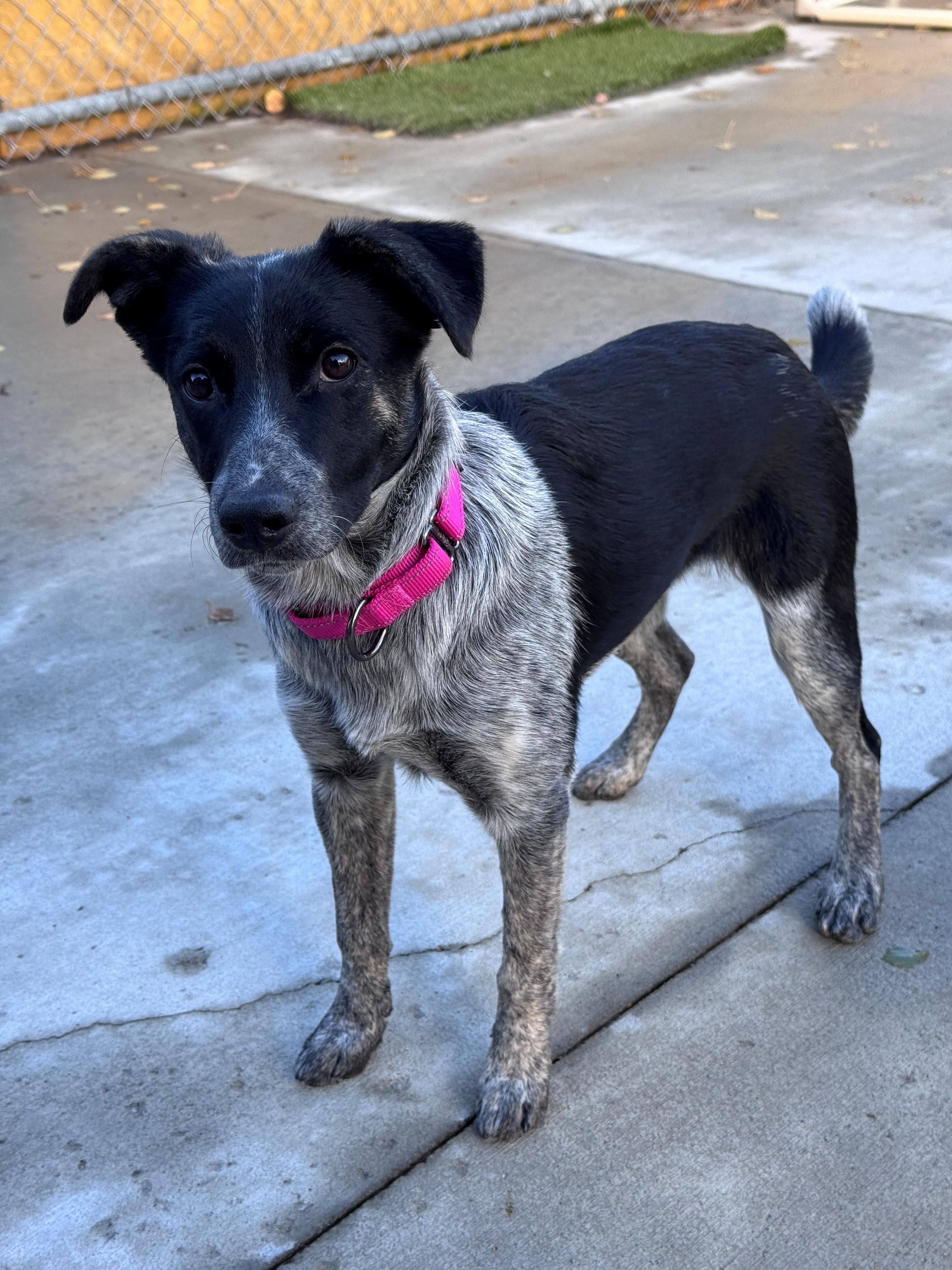 Enlarge Lena, a Adoptable mixed breed in Hackensack, MN image 4/6