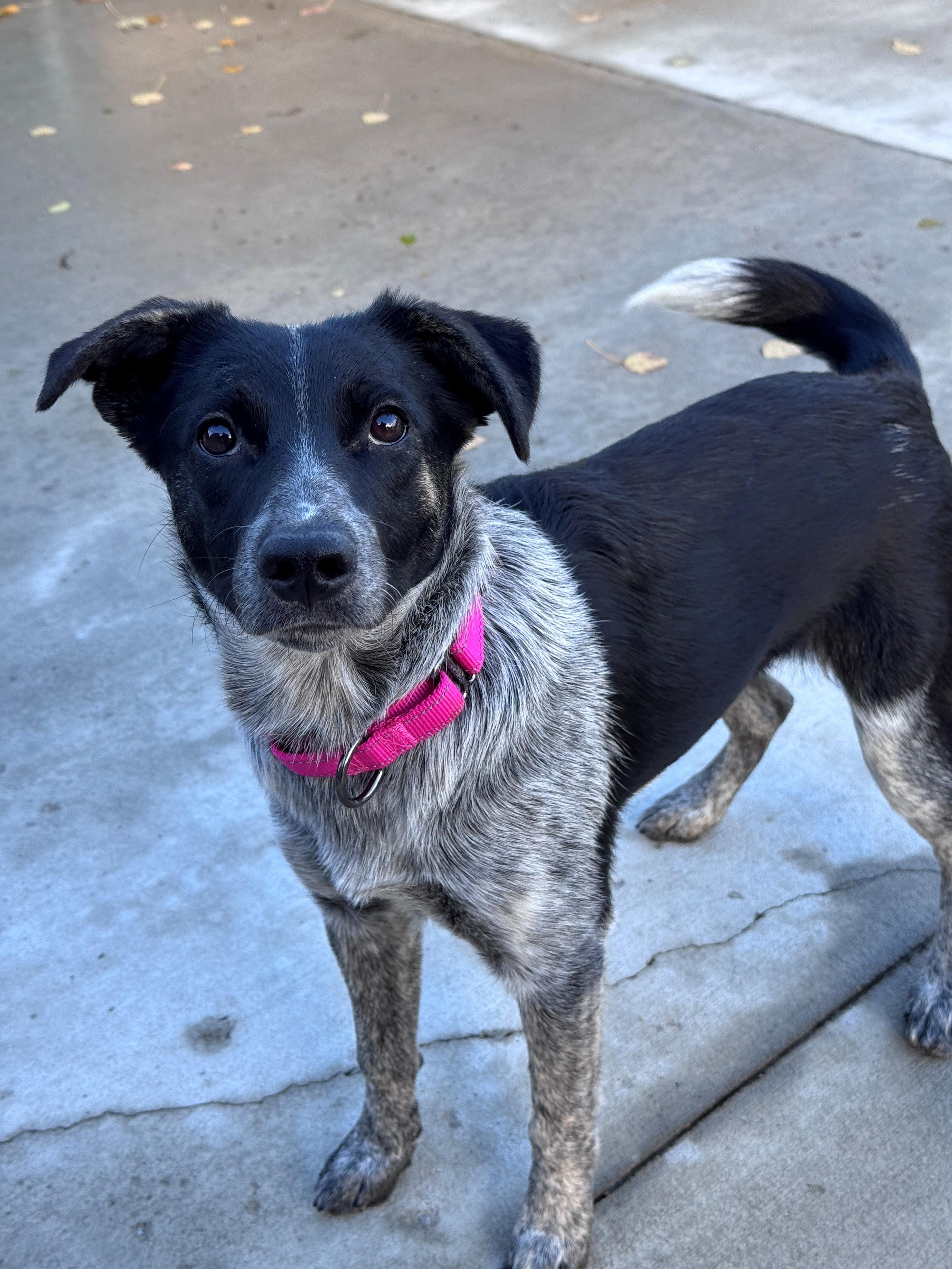 Enlarge Lena, a Adoptable mixed breed in Hackensack, MN image 6/6