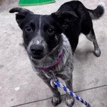 Enlarge Lena, a Adoptable mixed breed in Hackensack, MN image 3/6