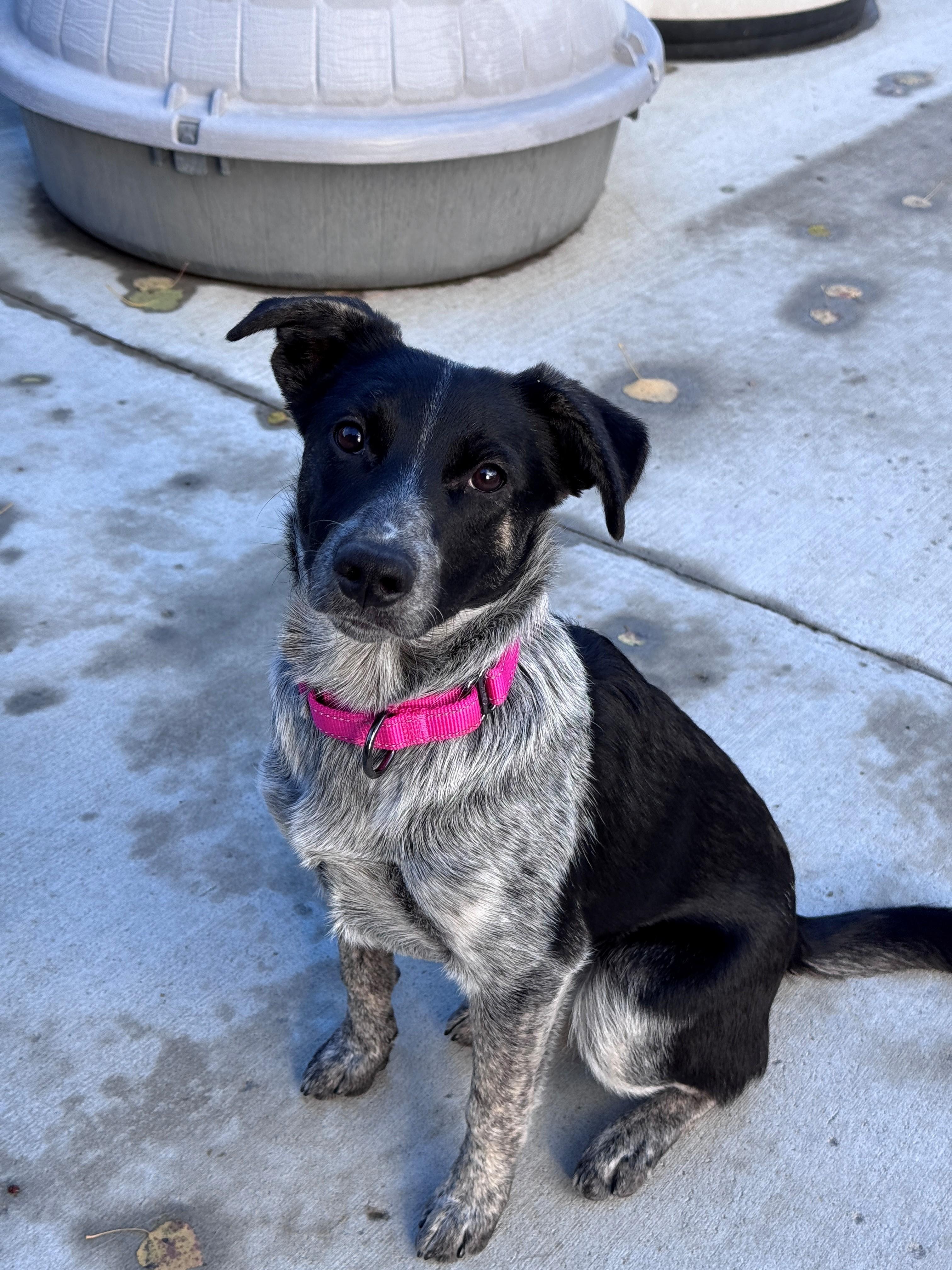 Lena, Adoptable, Puppy Female Australian Cattle Dog / Blue Heeler.